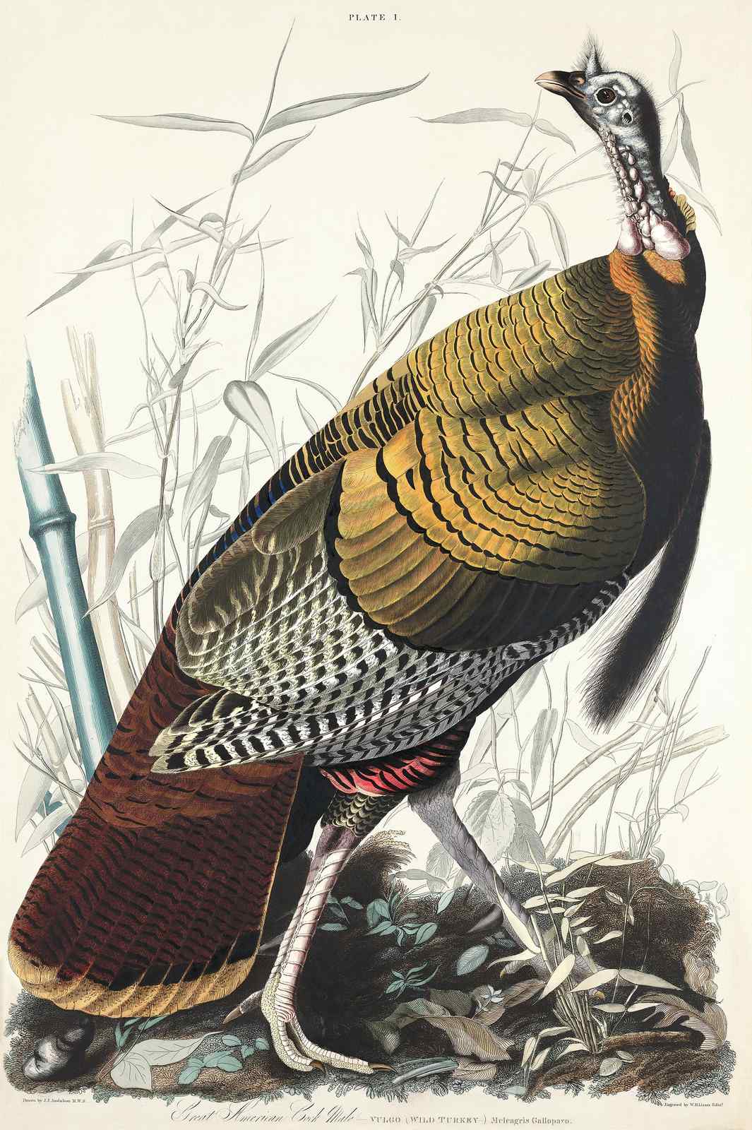 Audubon Wild Turkey Wall Art | Vintage Bird Art