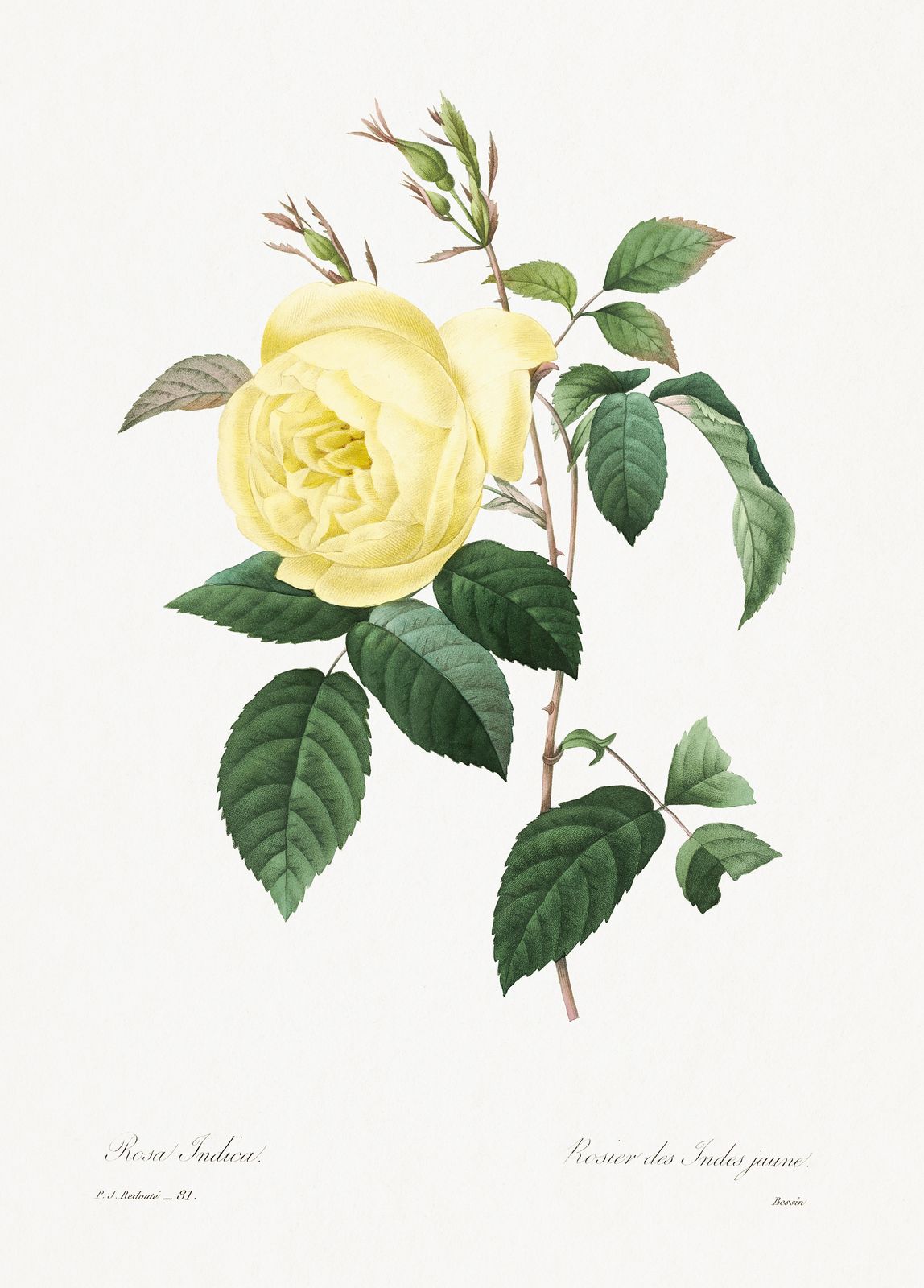 Vintage Yellow Rose Botanical Art Wall Art