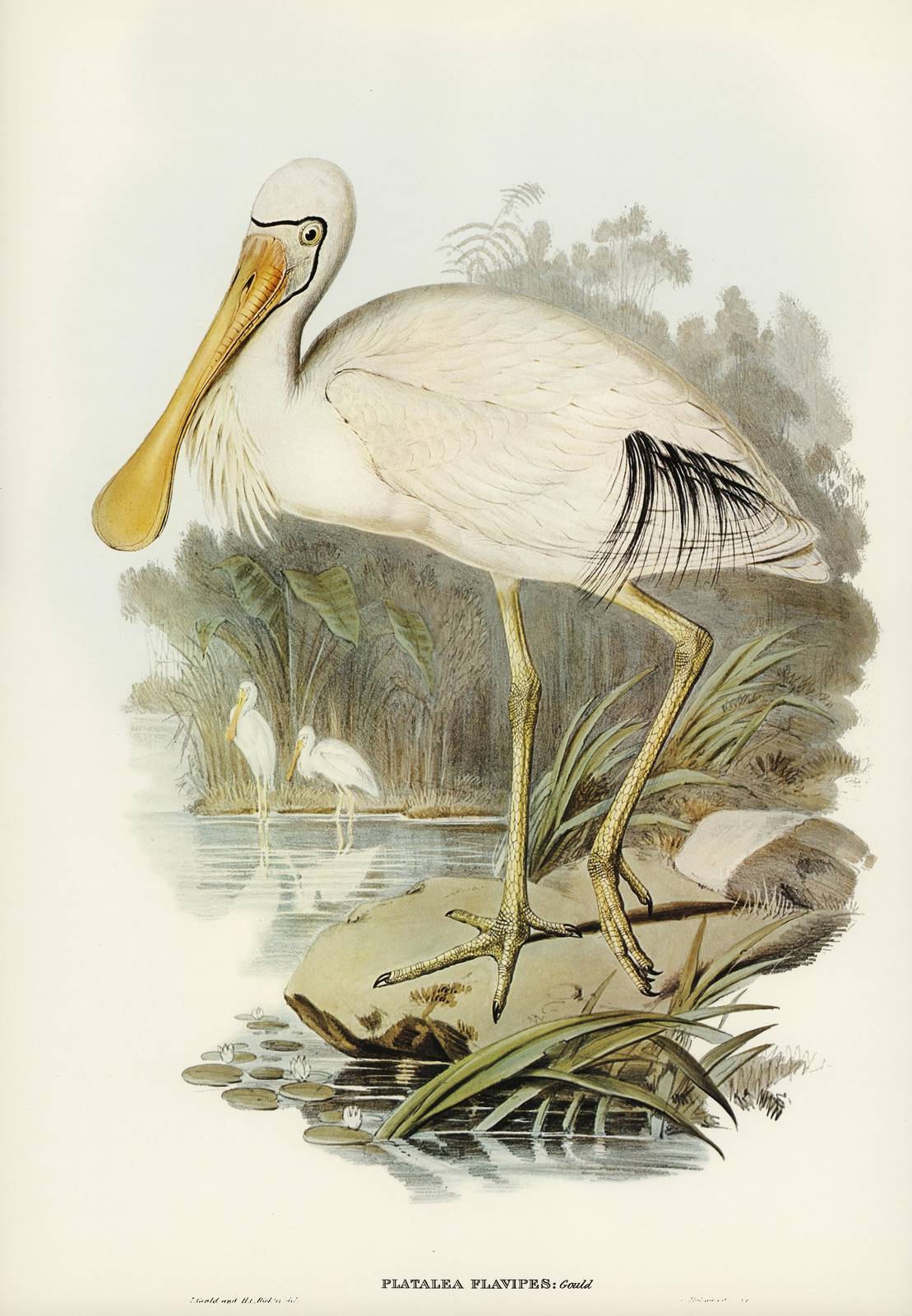 Elegant Spoonbill Bird Nature Vintage Wall Art