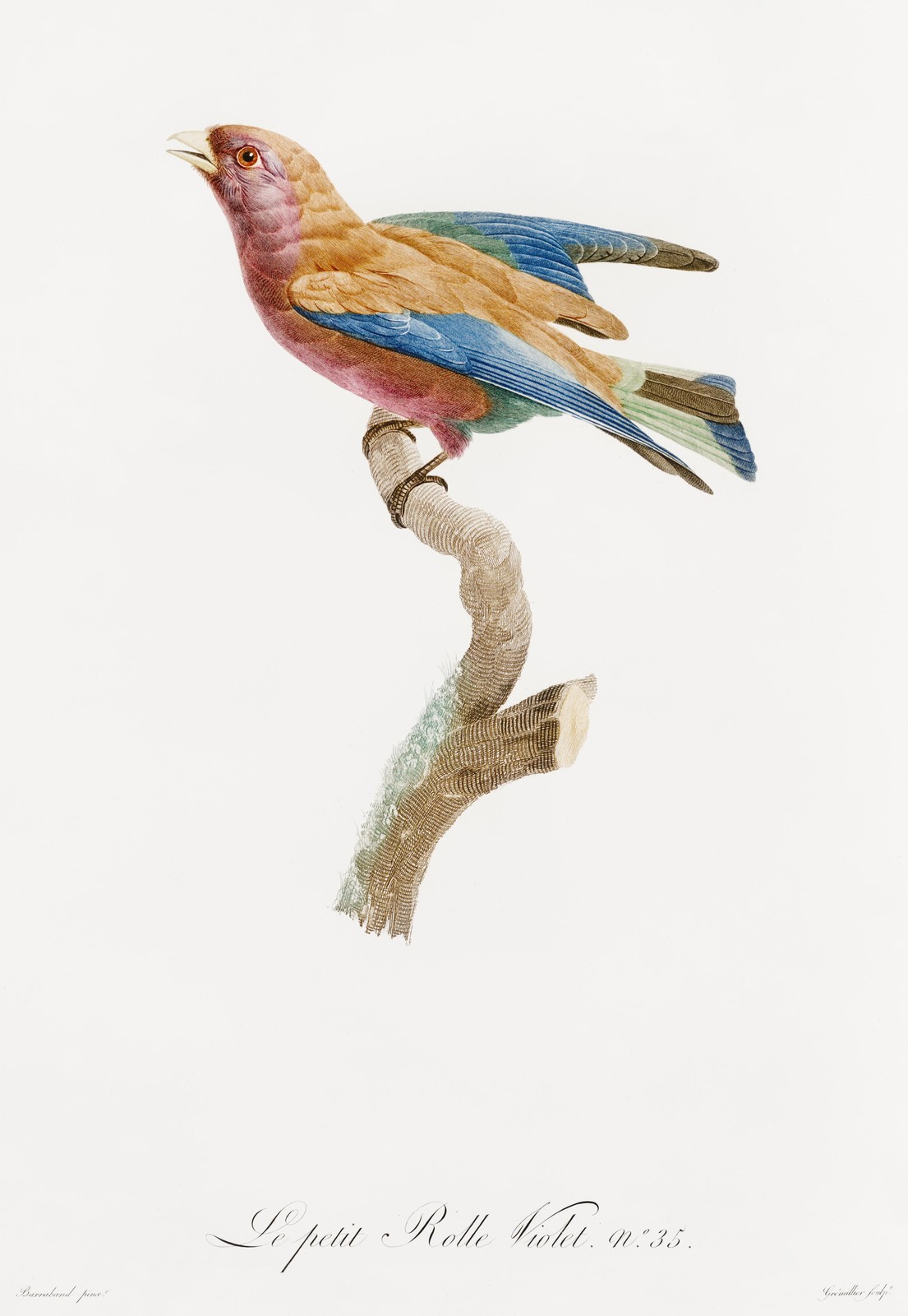 Vibrant Lilac-breasted Roller Bird Art Wall Art