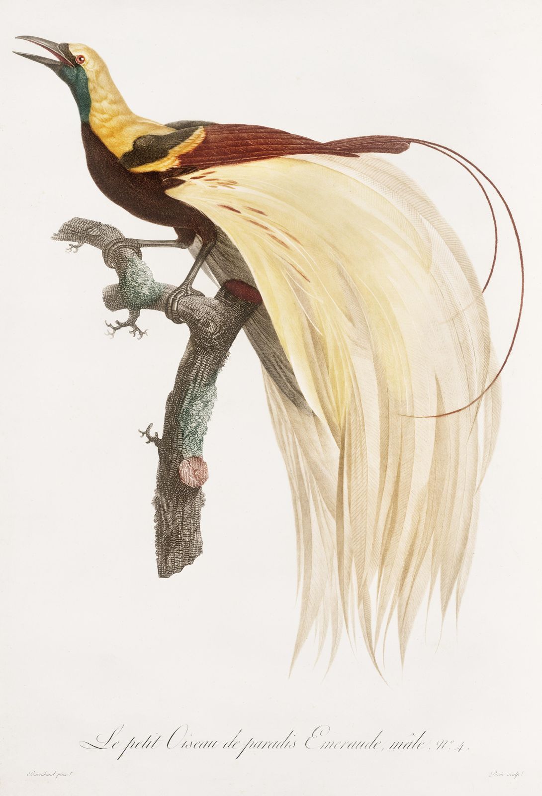 Elegant Bird of Paradise Wall Art - Exotic Nature Art