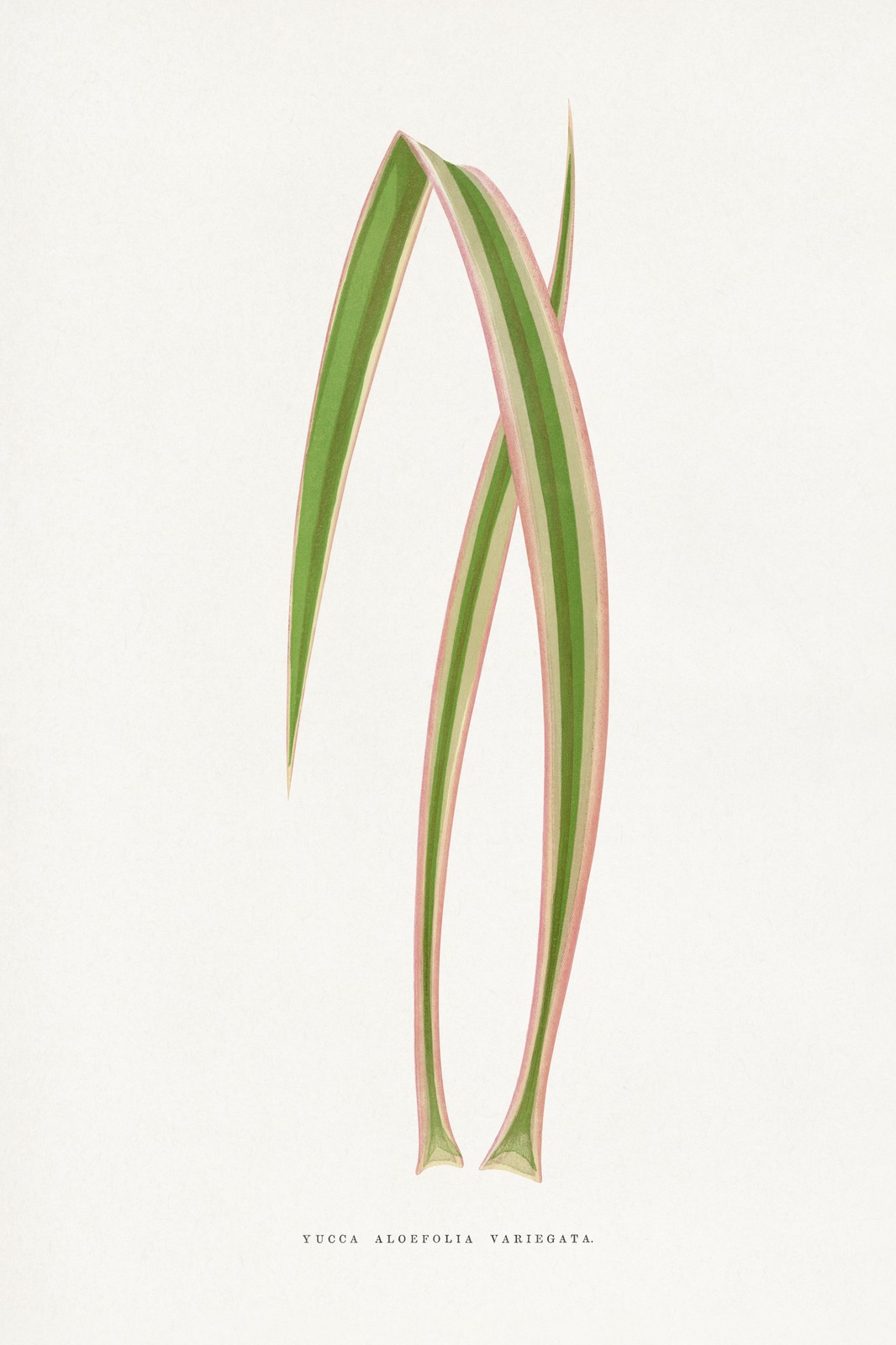 Elegant Yucca Aloe Folia Variegata Wall Art