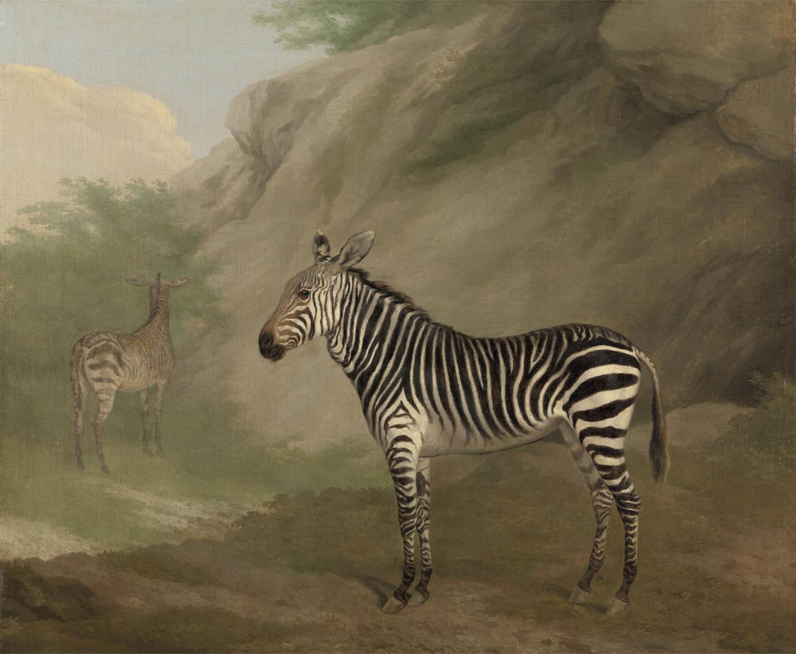 Majestic Zebras Nature Landscape Wall Art