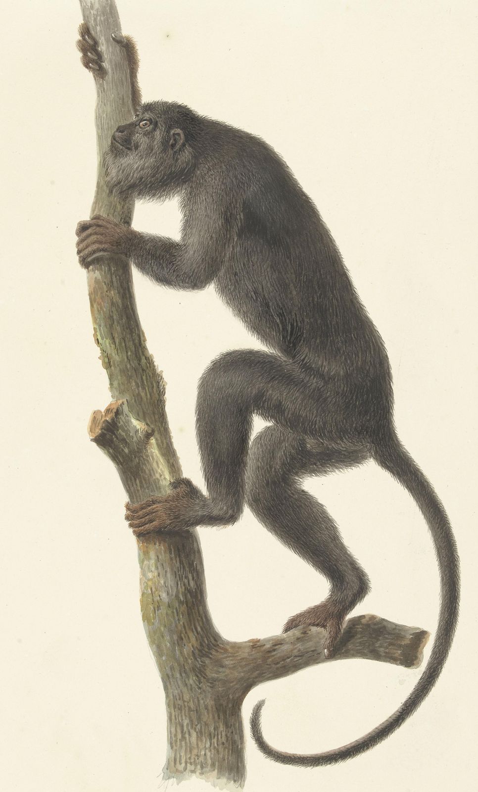 Vintage Monkey Climbing Tree Wall Art