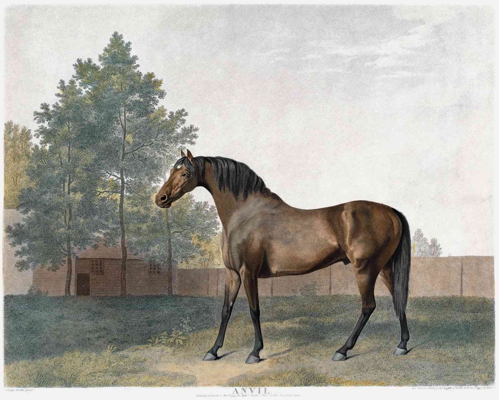 Majestic Horse 'Anvil' Vintage Equestrian Wall Art