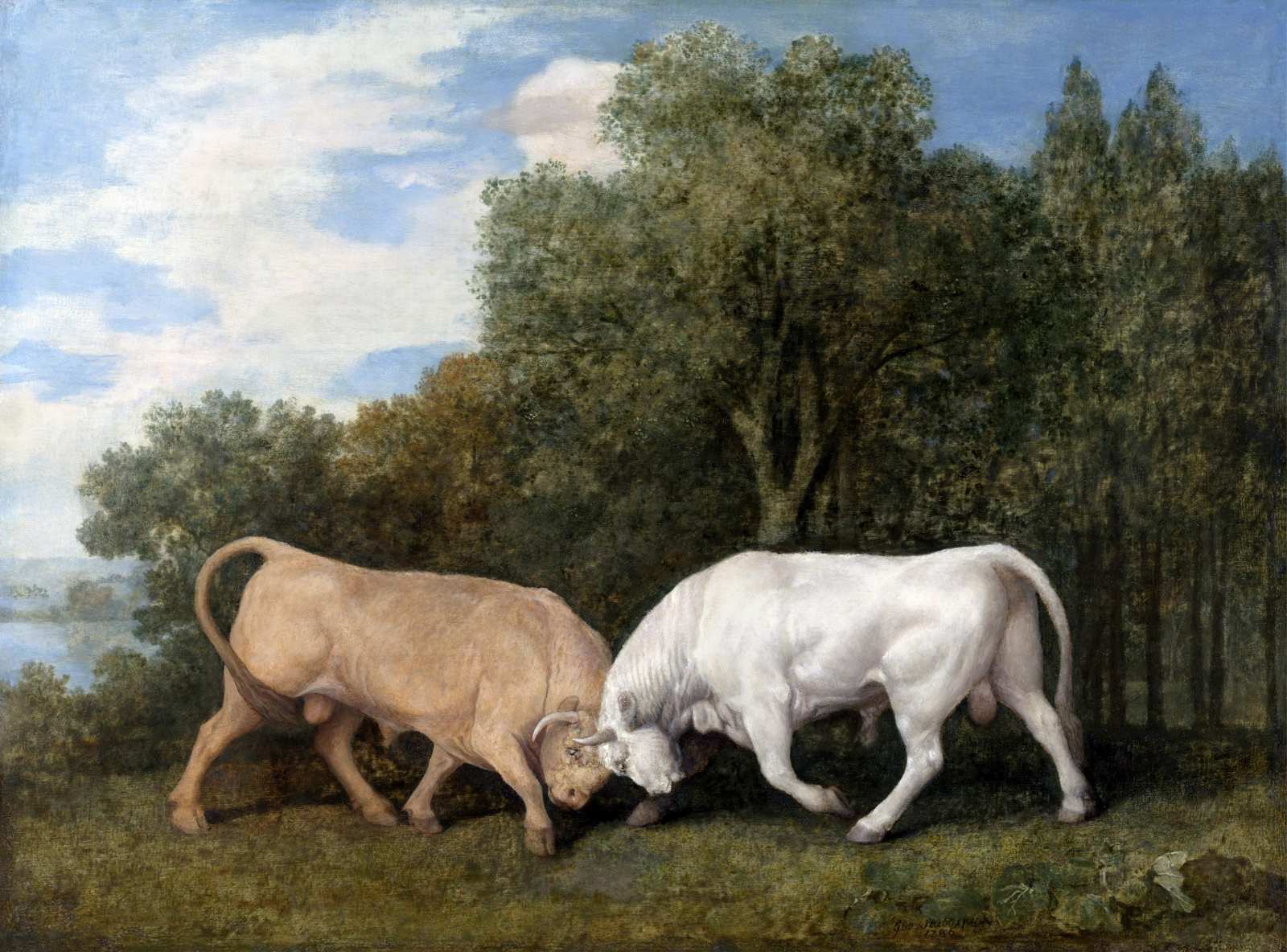 Majestic Bull Fight Landscape Wall Art