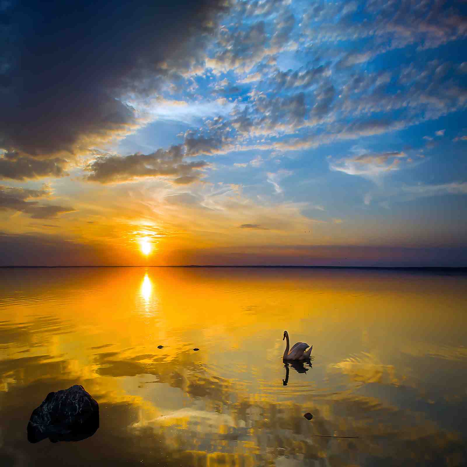 Serene Swan Sunset Reflection Wall Art