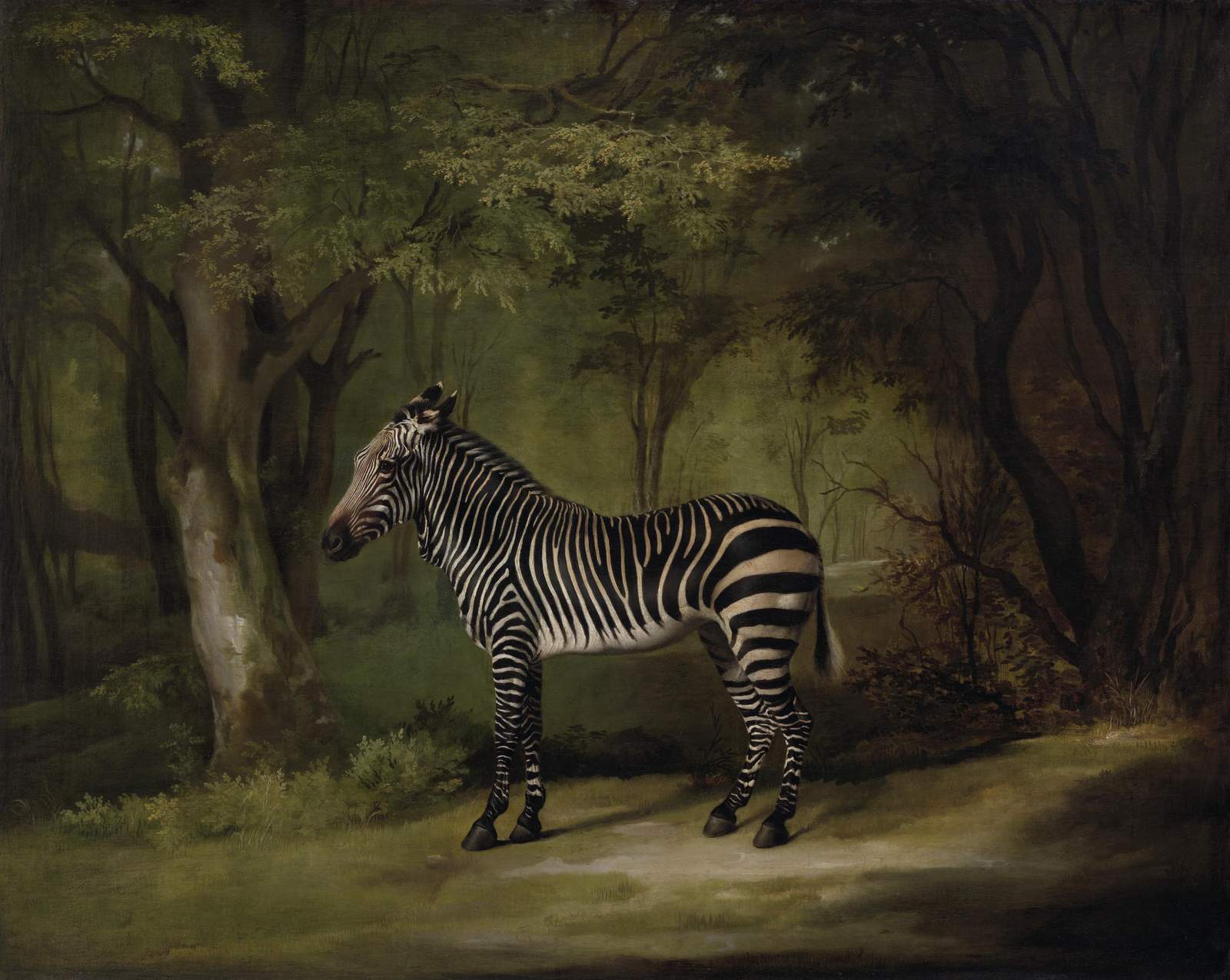 Majestic Zebra Forest Animal Wall Art
