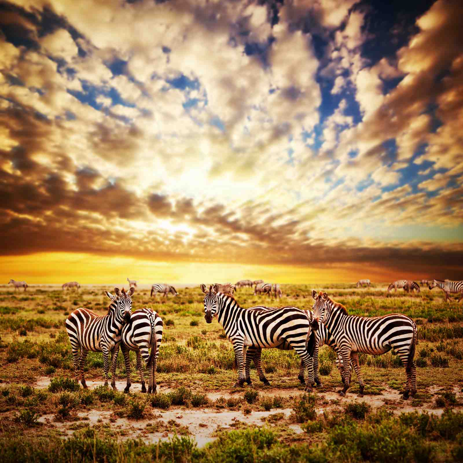 Majestic Zebras in Sunset Savannah Wall Art