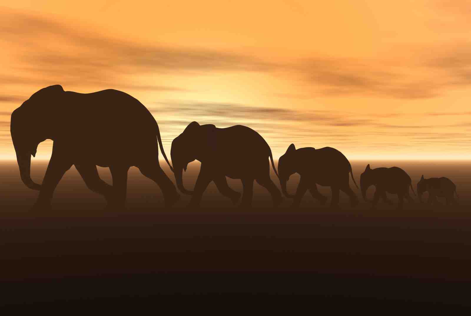 Majestic Elephant Herd Sunset Silhouette Wall Art