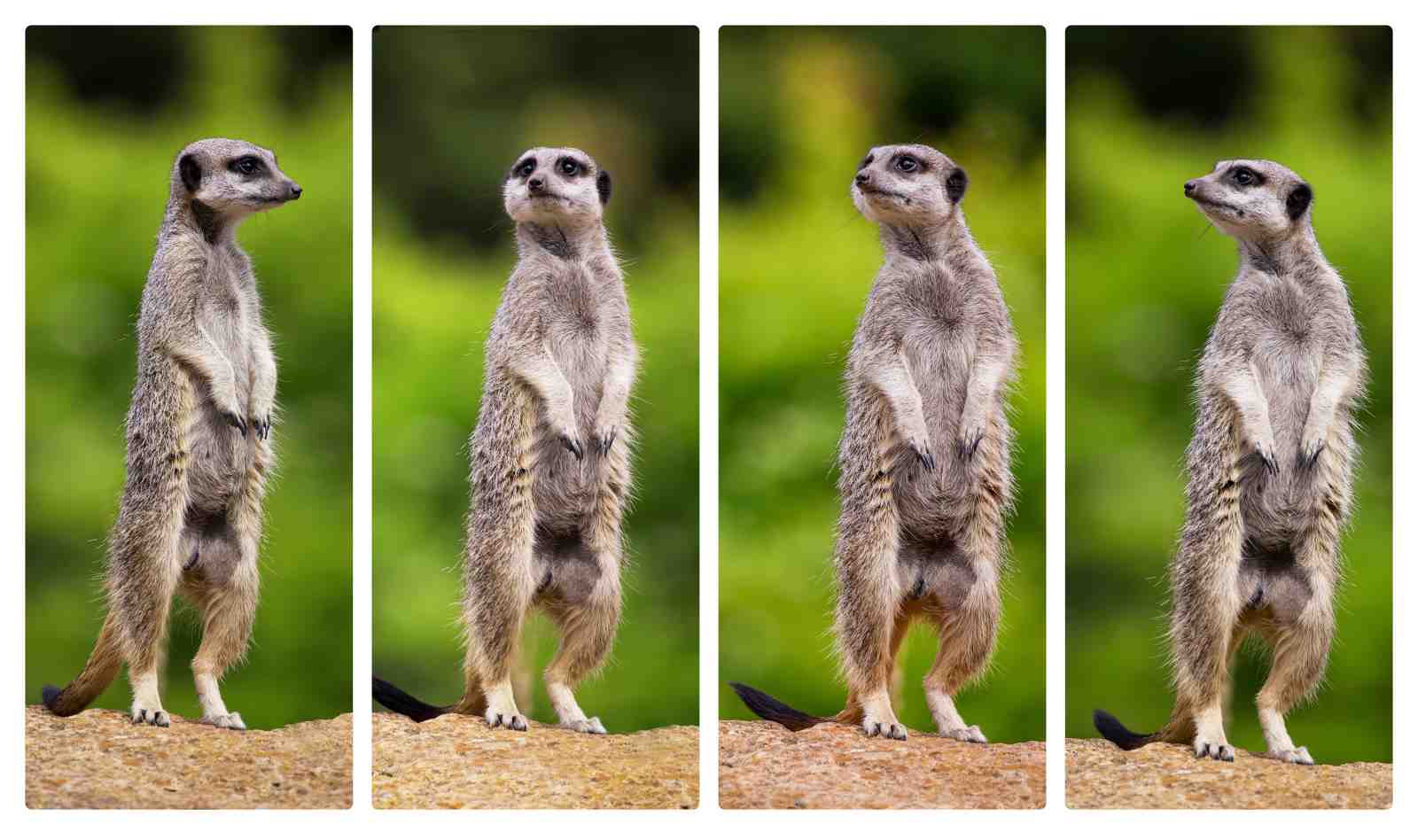 Alert Meerkats Trio Wall Art