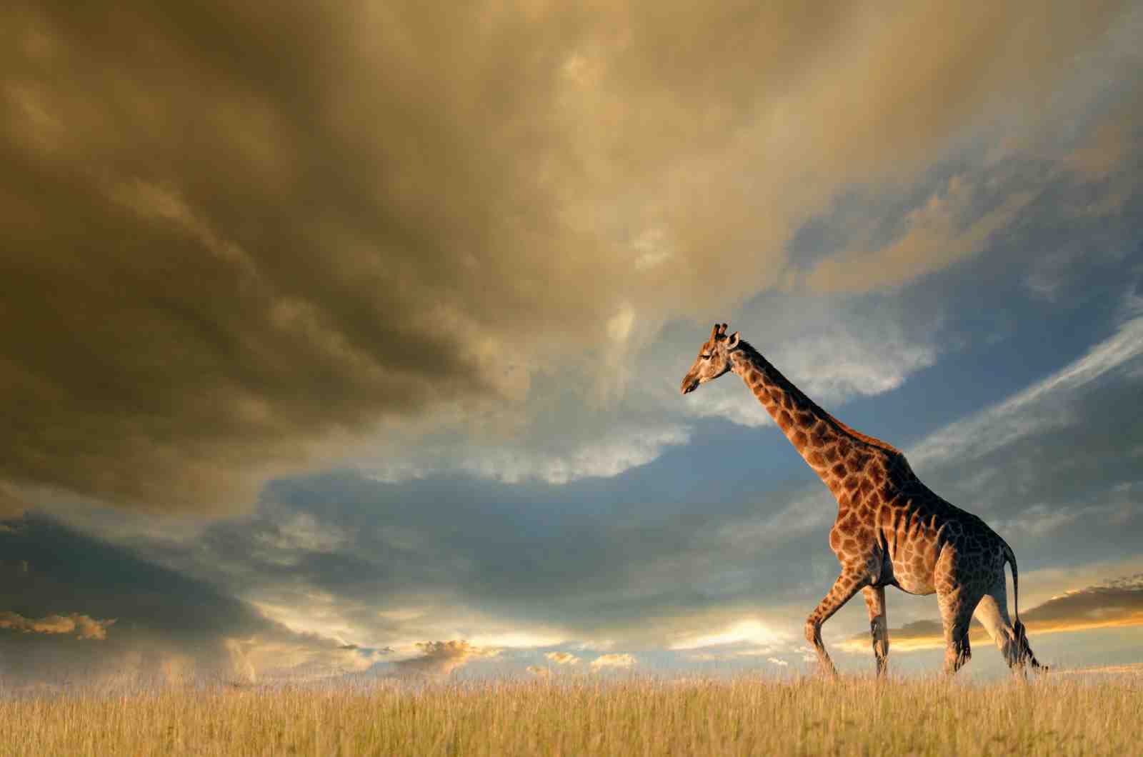 Majestic Giraffe Safari Sunset Wall Art