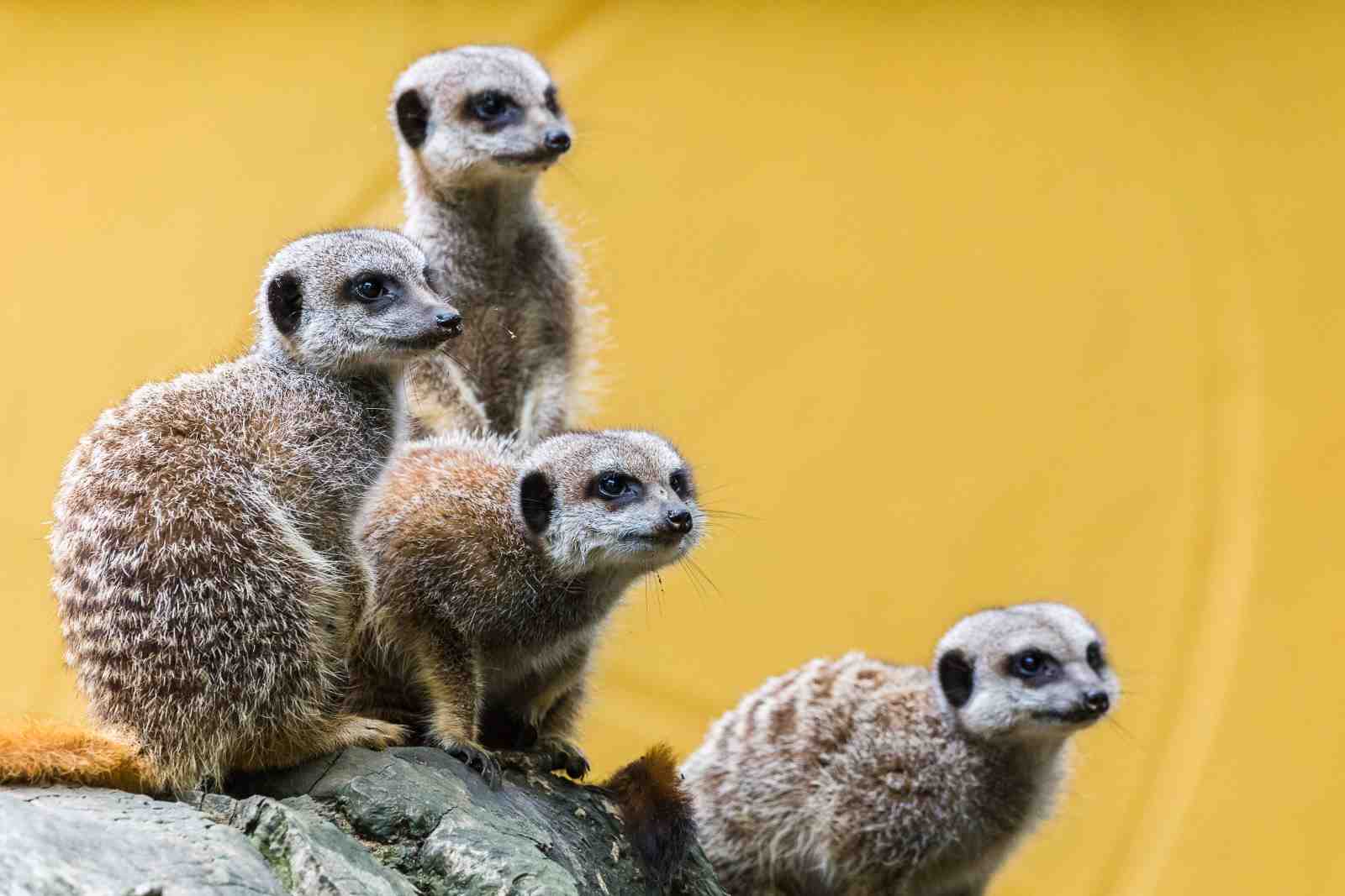 Cute Meerkat Family Portrait Wall Art