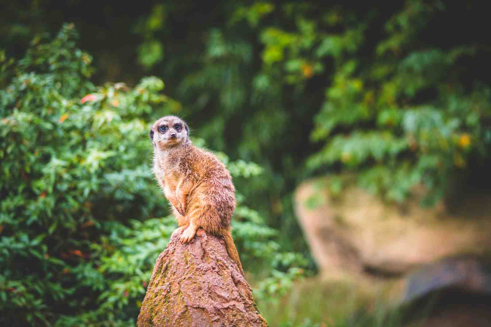 Curious Meerkat on Rock Wildlife Wall Art