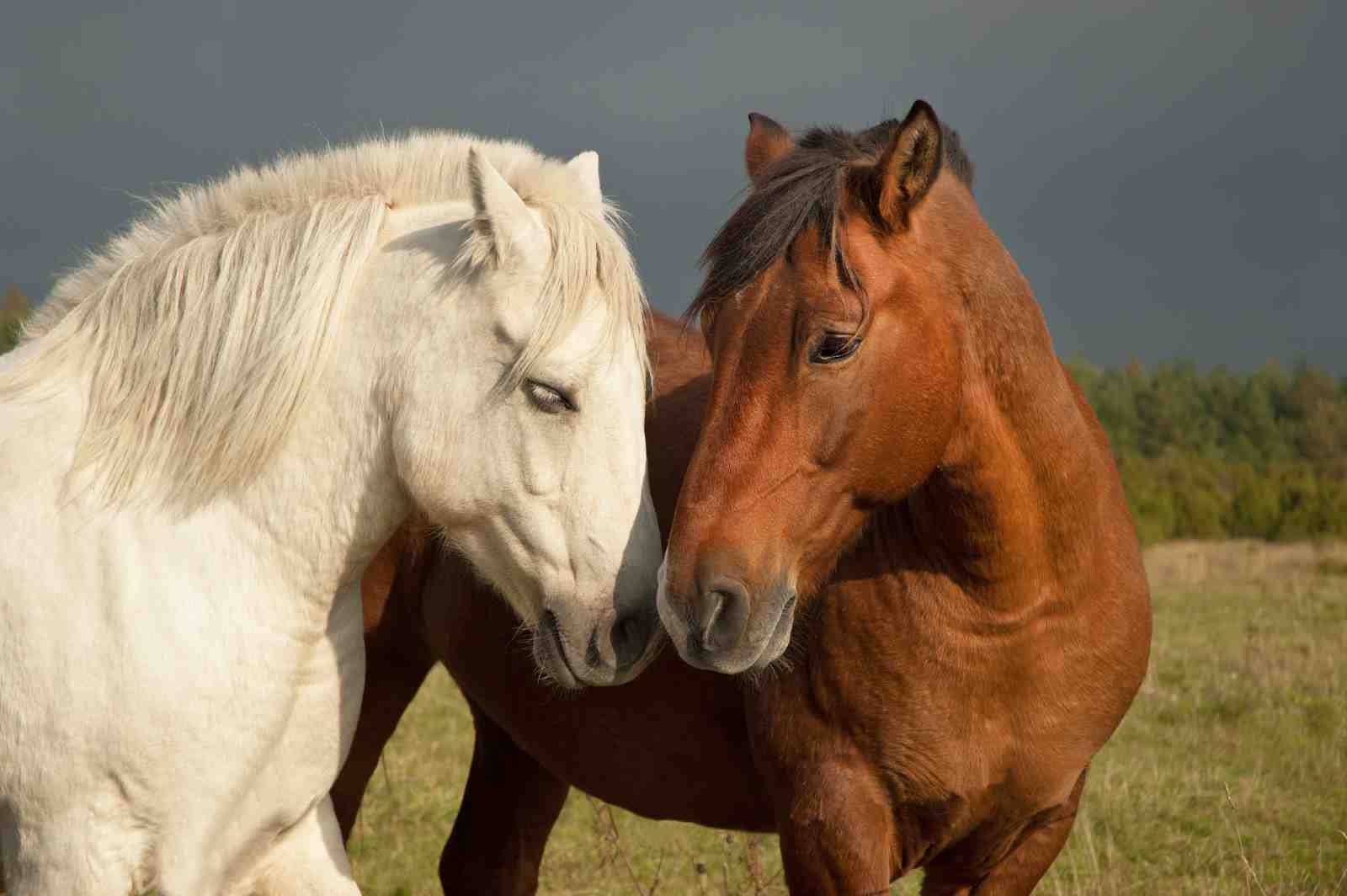 Serene Horse Duo Majestic Wall Art