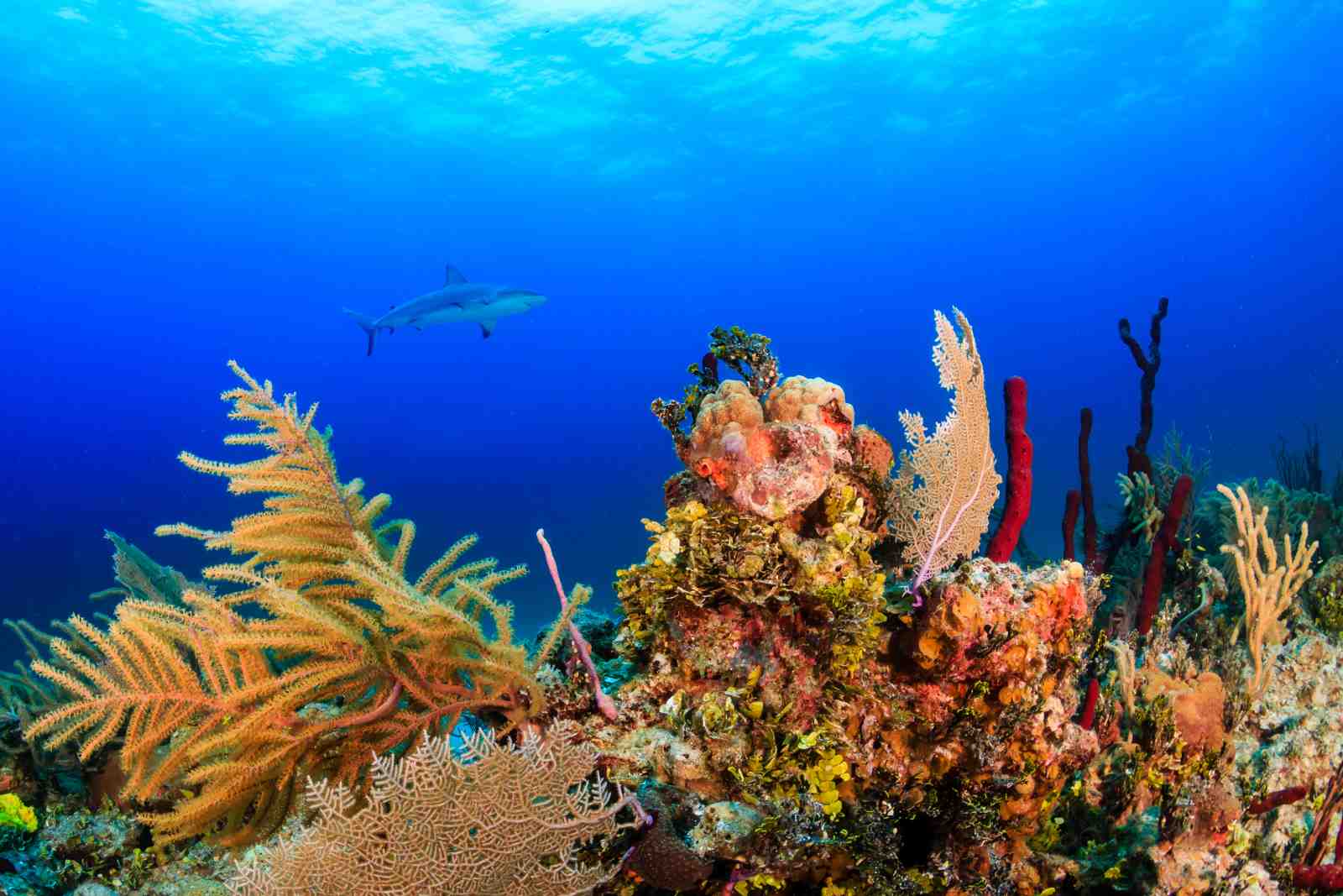Oceanic Shark & Coral Reef Wall Art