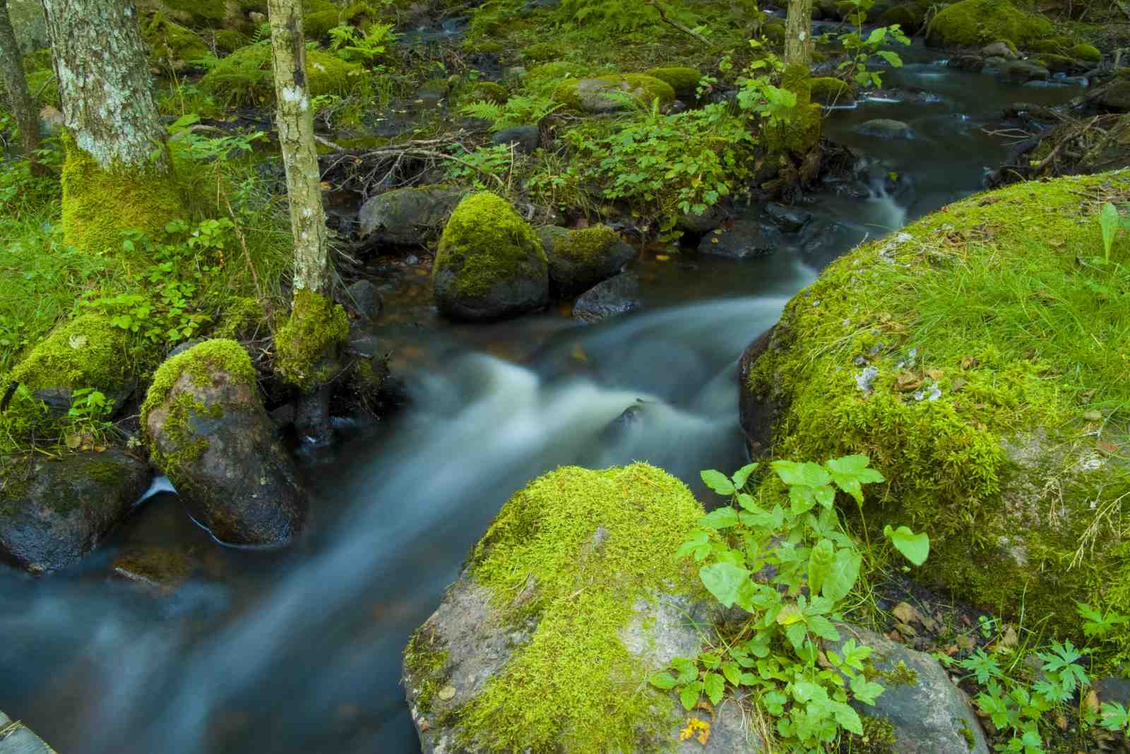 Tranquil Mossy Forest Stream Wall Art