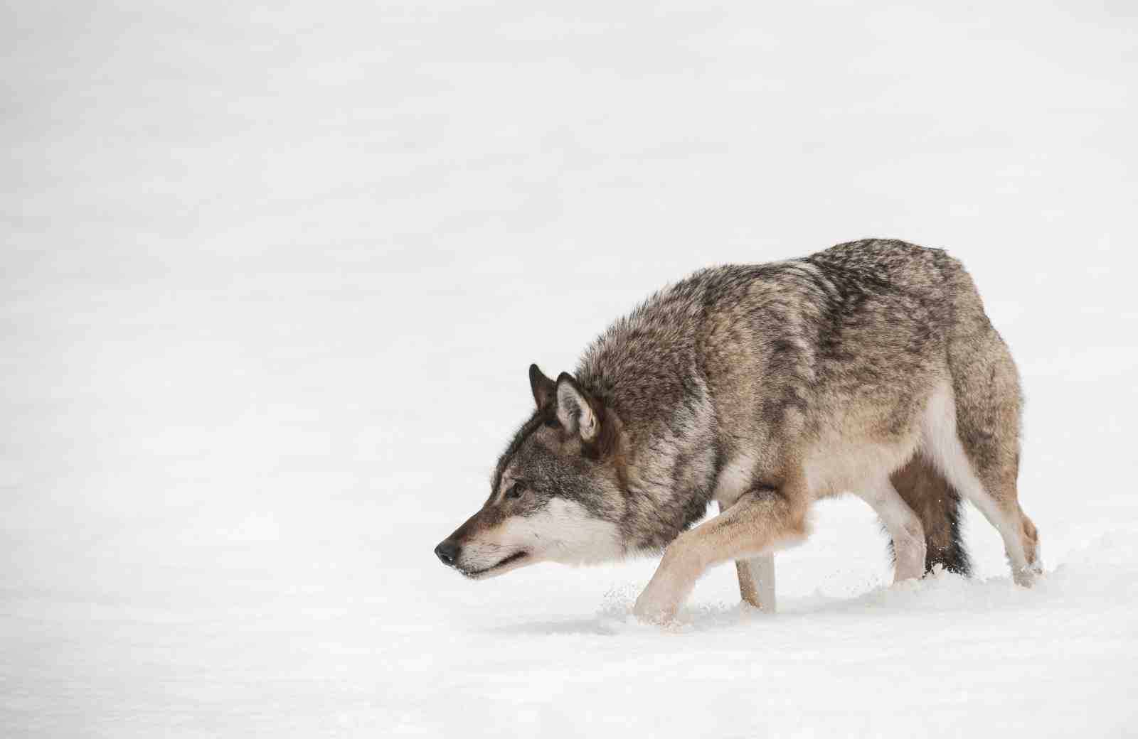 Majestic Wolf in Snow Wall Art