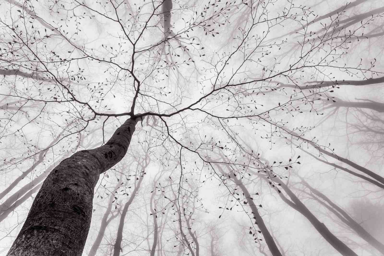 Minimalist Tree Canopy Black & White Wall Art