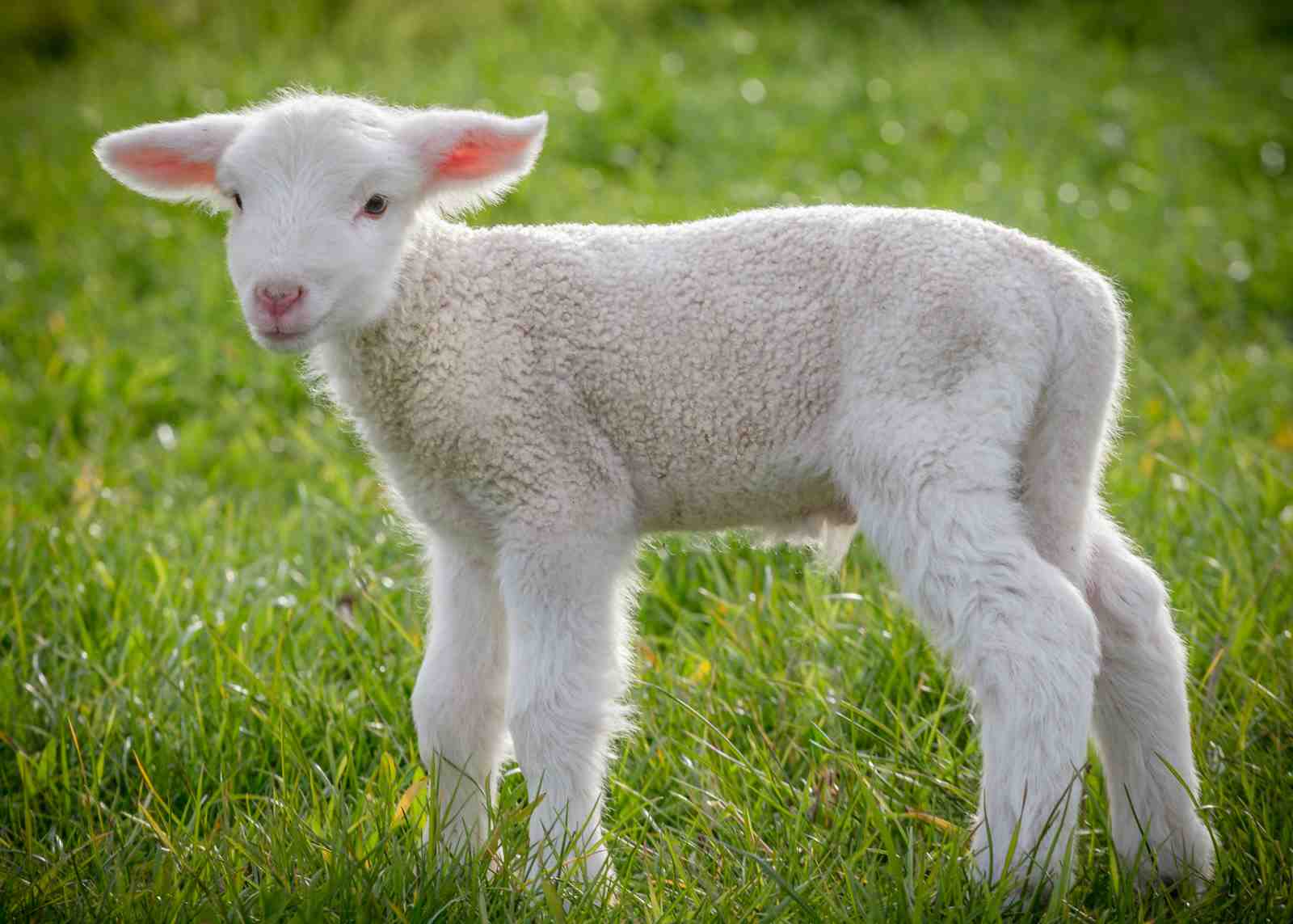 Adorable Lamb in Field Wall Art