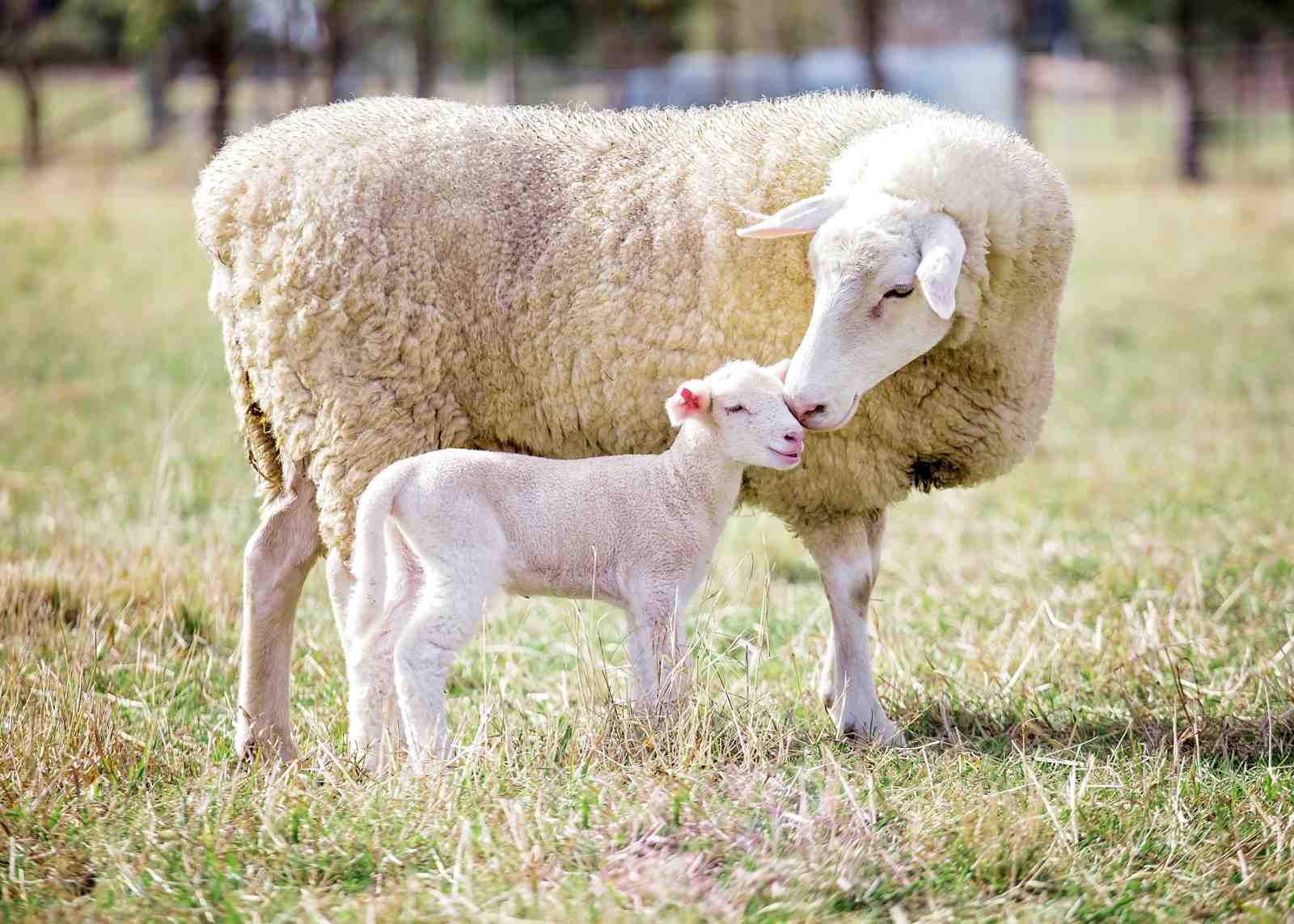 Tender Mother Sheep & Lamb Wall Art