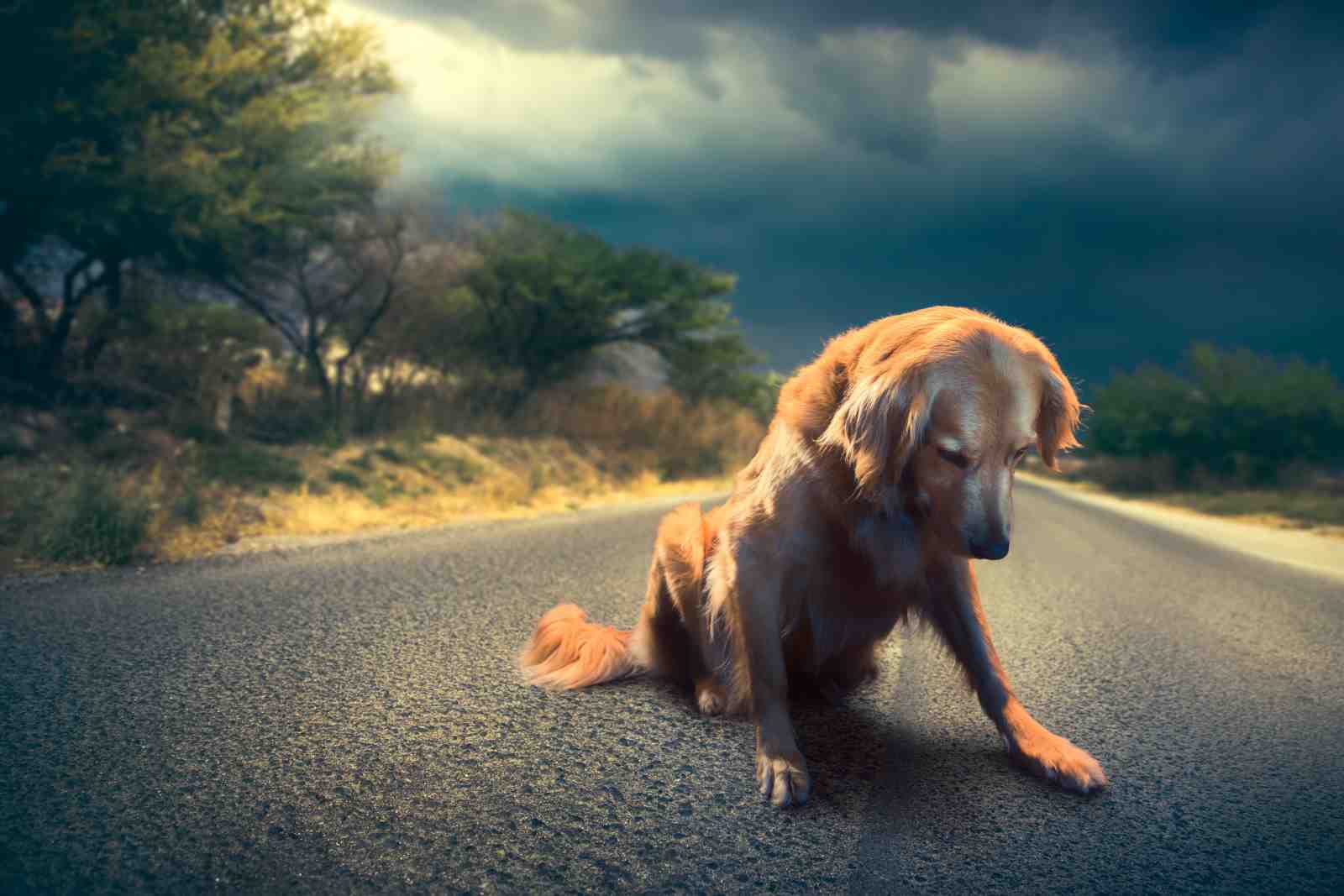 Golden Retriever Road Companion Wall Art