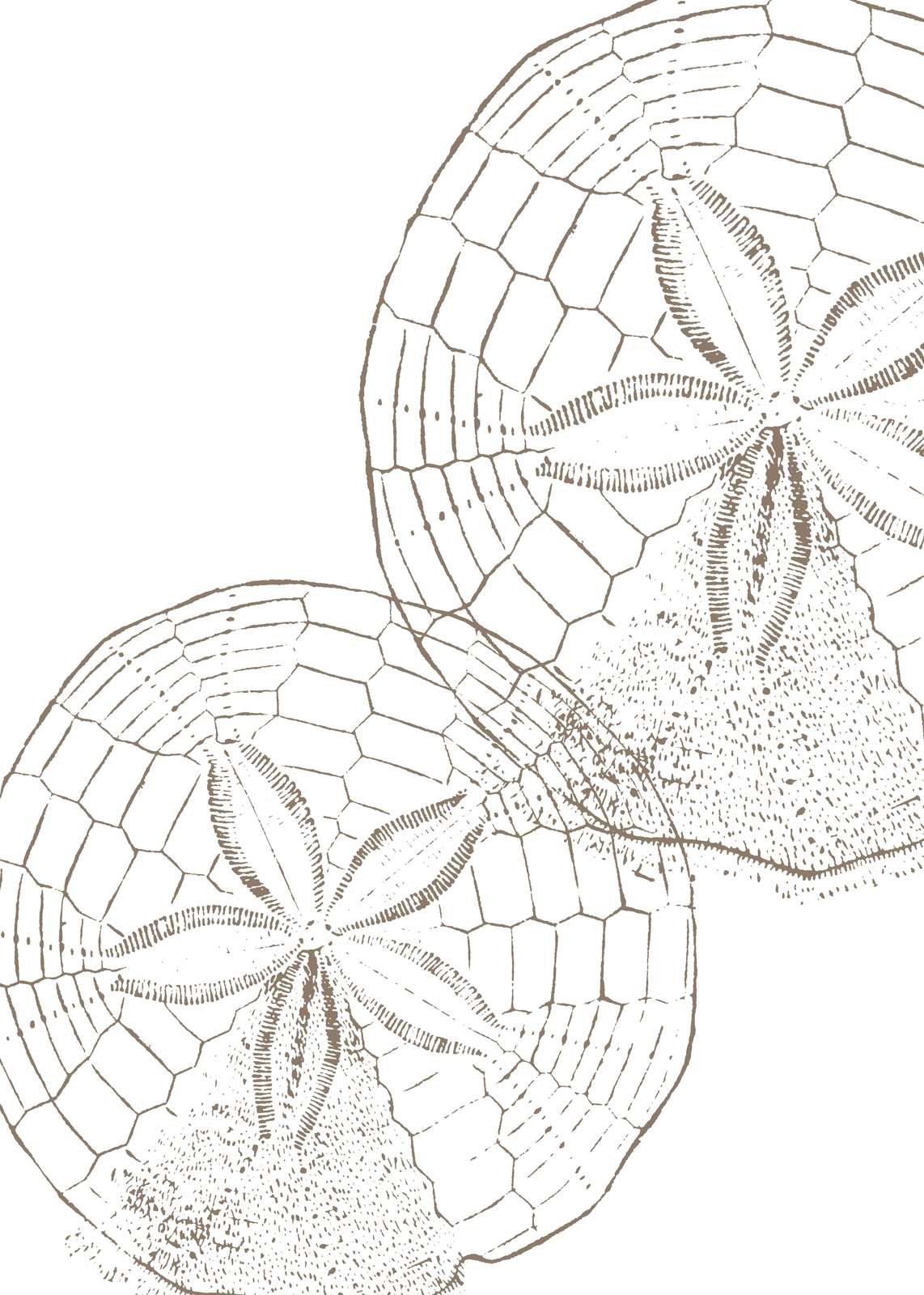 Vintage Sand Dollar Duo Wall Art