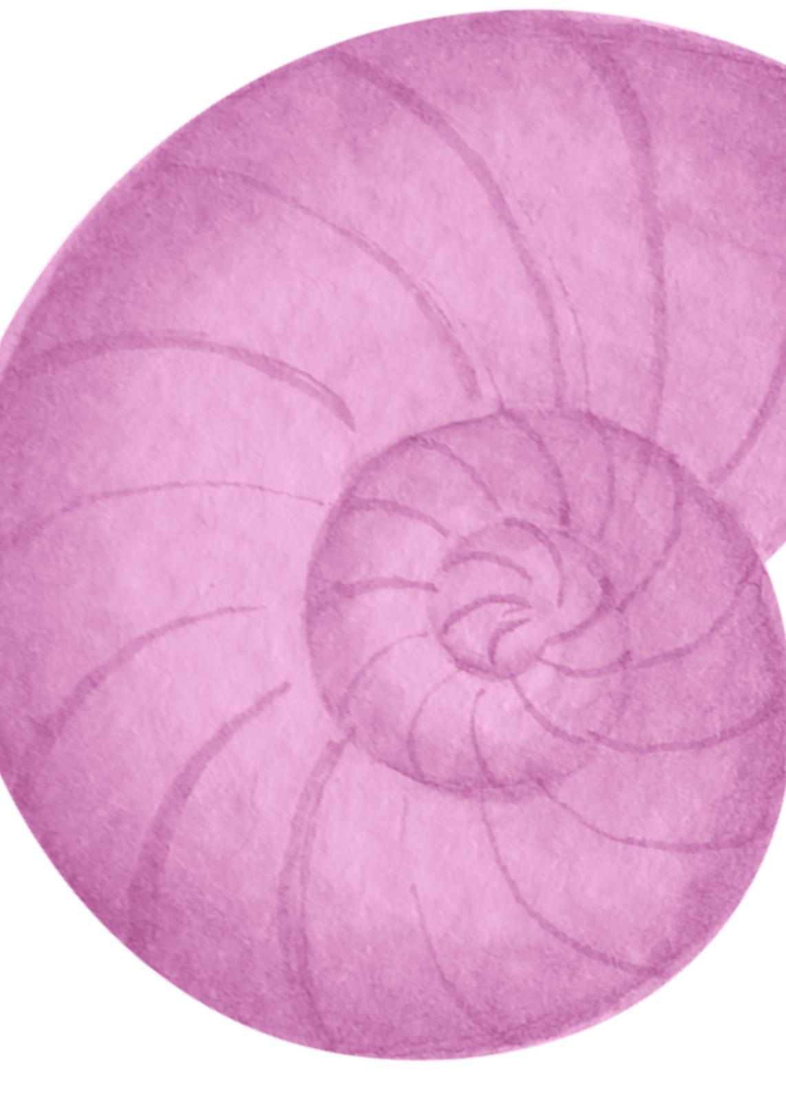 Serene Pink Nautilus Shell Art Wall Art