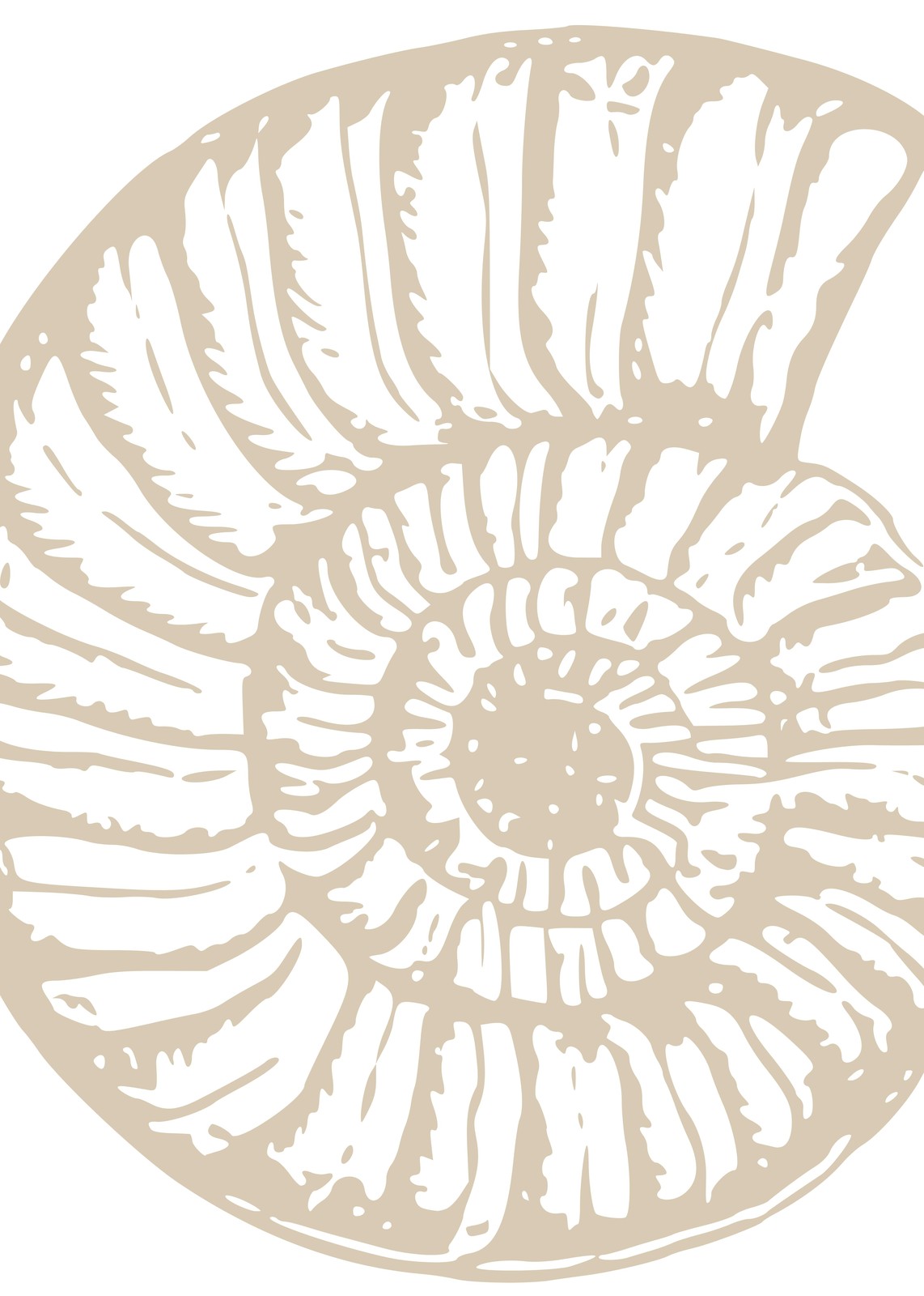 Elegant Ammonite Fossil Wall Art