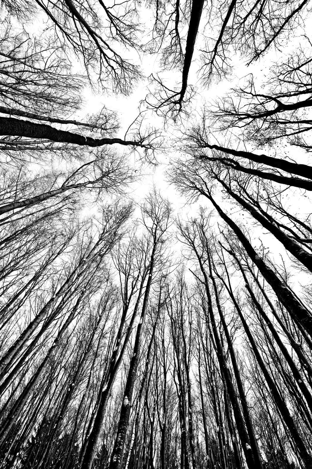 Minimalist Forest Canopy Black & White Wall Art