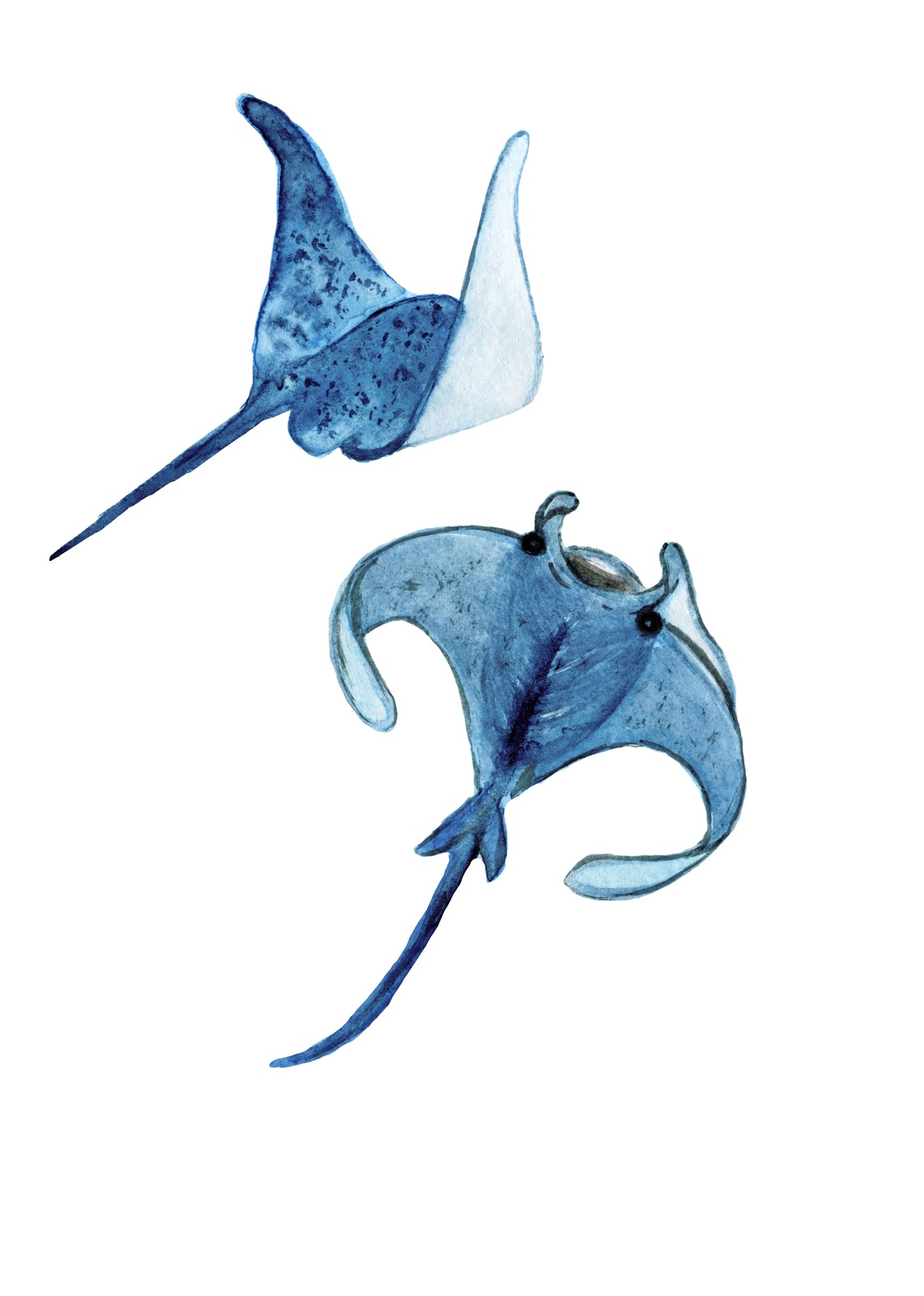 Majestic Manta Rays Watercolor Wall Art