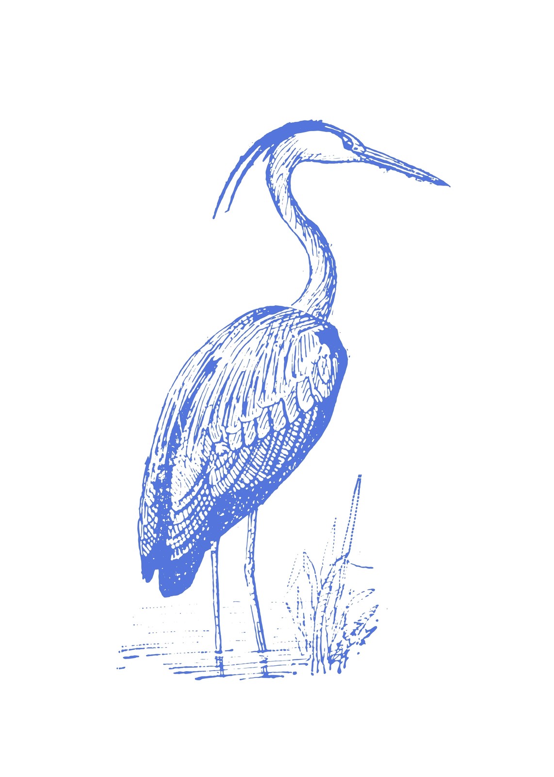 Blue Heron Sketch Vintage Bird Wall Art