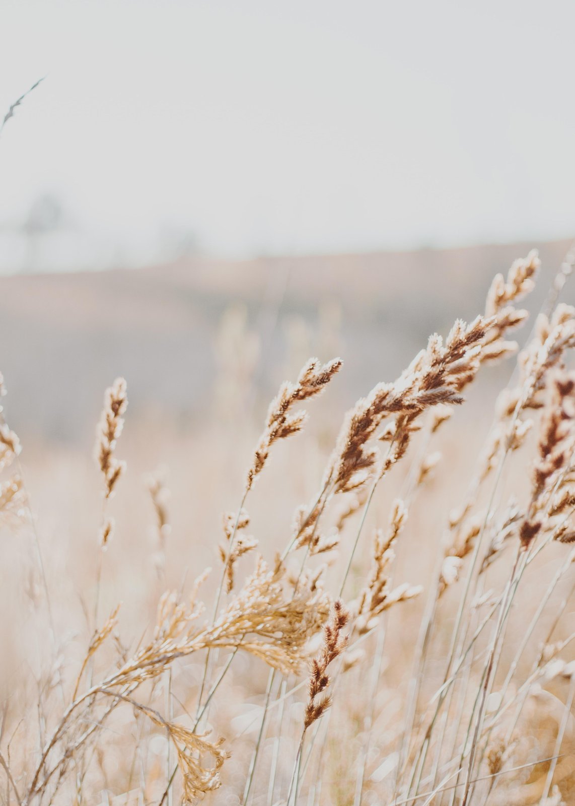 Golden Pampas Grass Field Wall Art