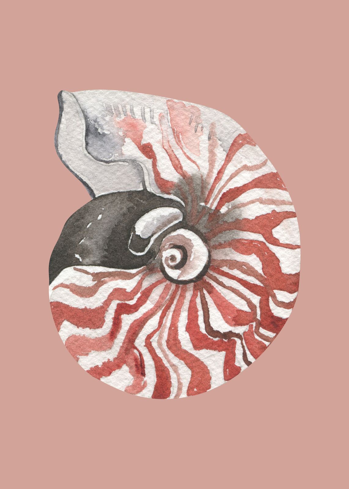 Nautilus Shell Watercolor Wall Art Wall Art