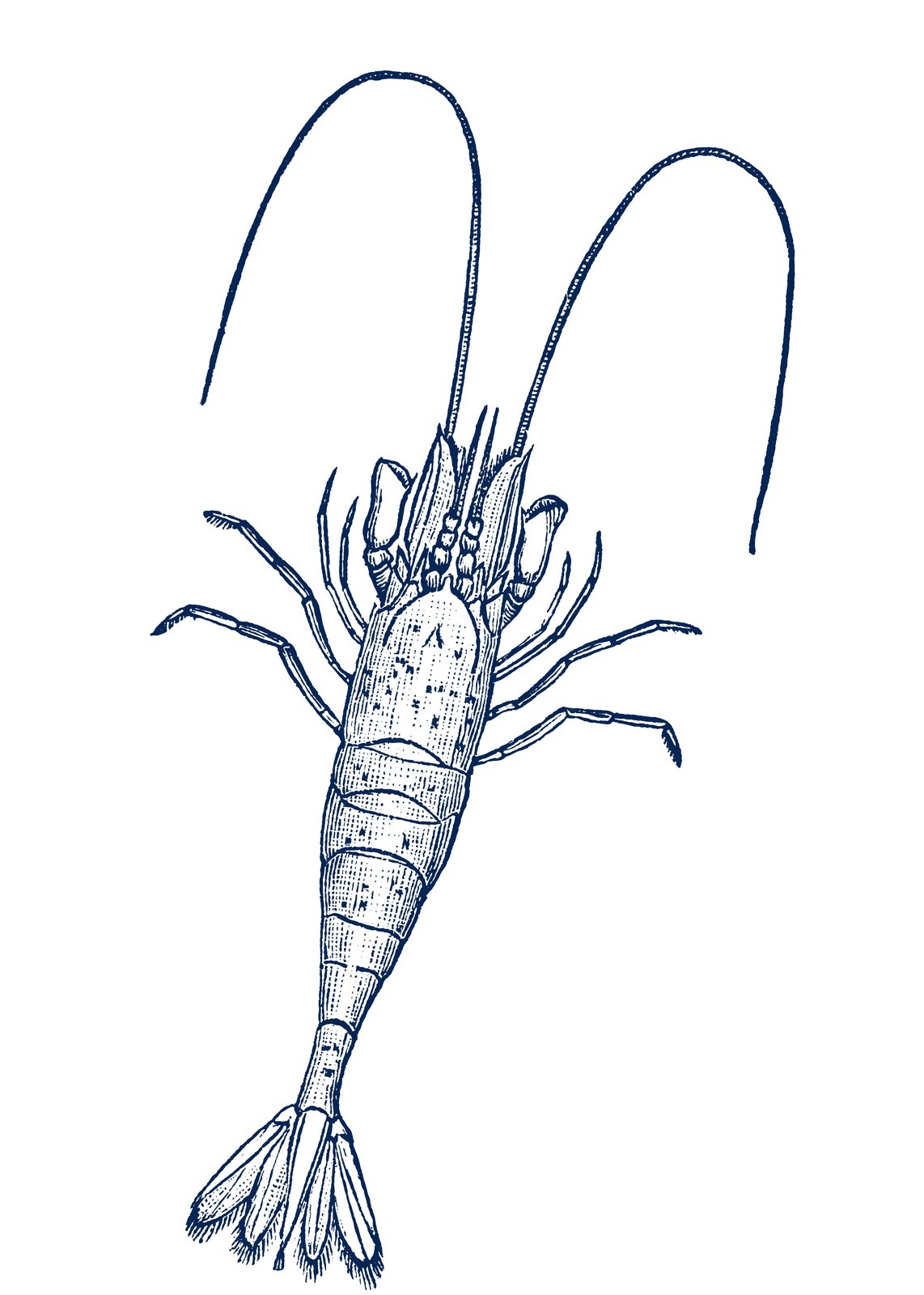 Vintage Shrimp Nautical Illustration Wall Art