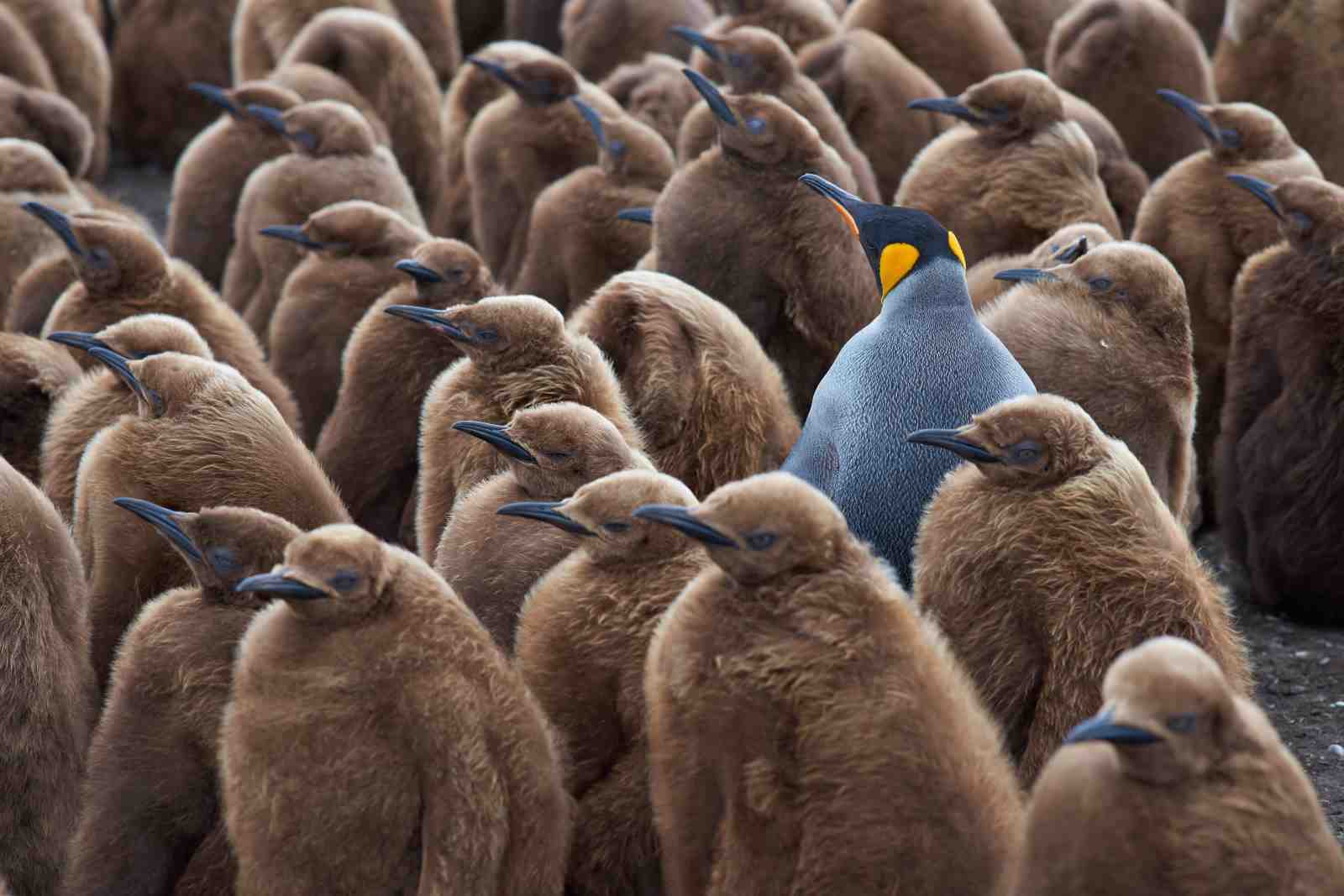 King Penguin Colony Wall Art - Wildlife & Nature Art