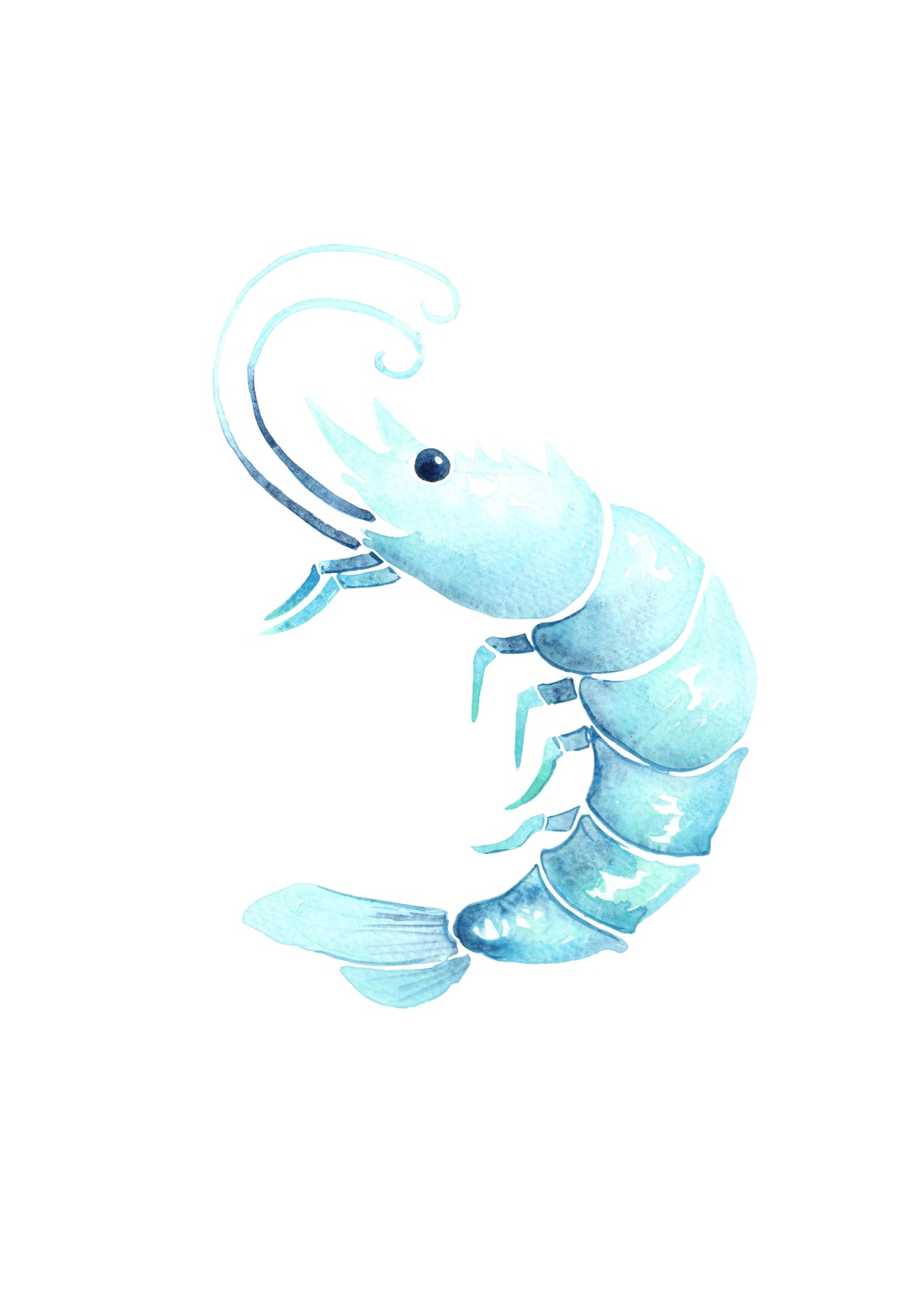 Coastal Shrimp Watercolor Wall Art