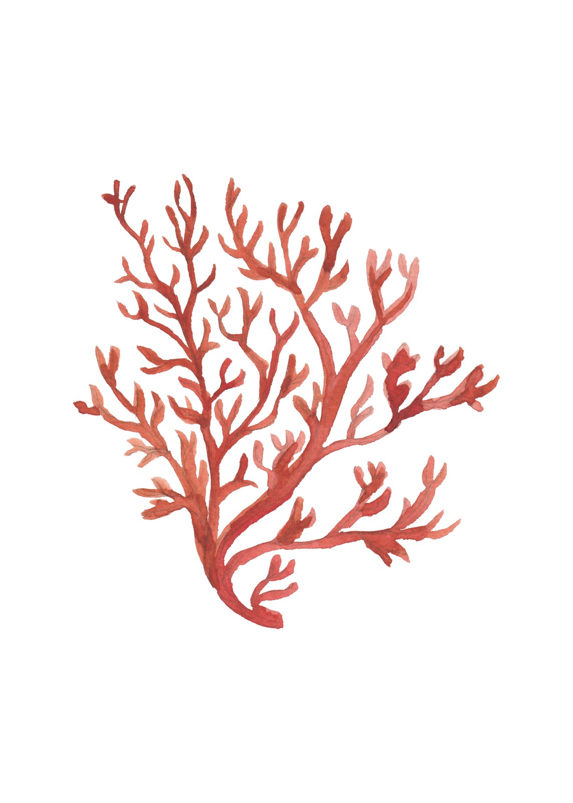 Red Coral Botanical Watercolor Wall Art