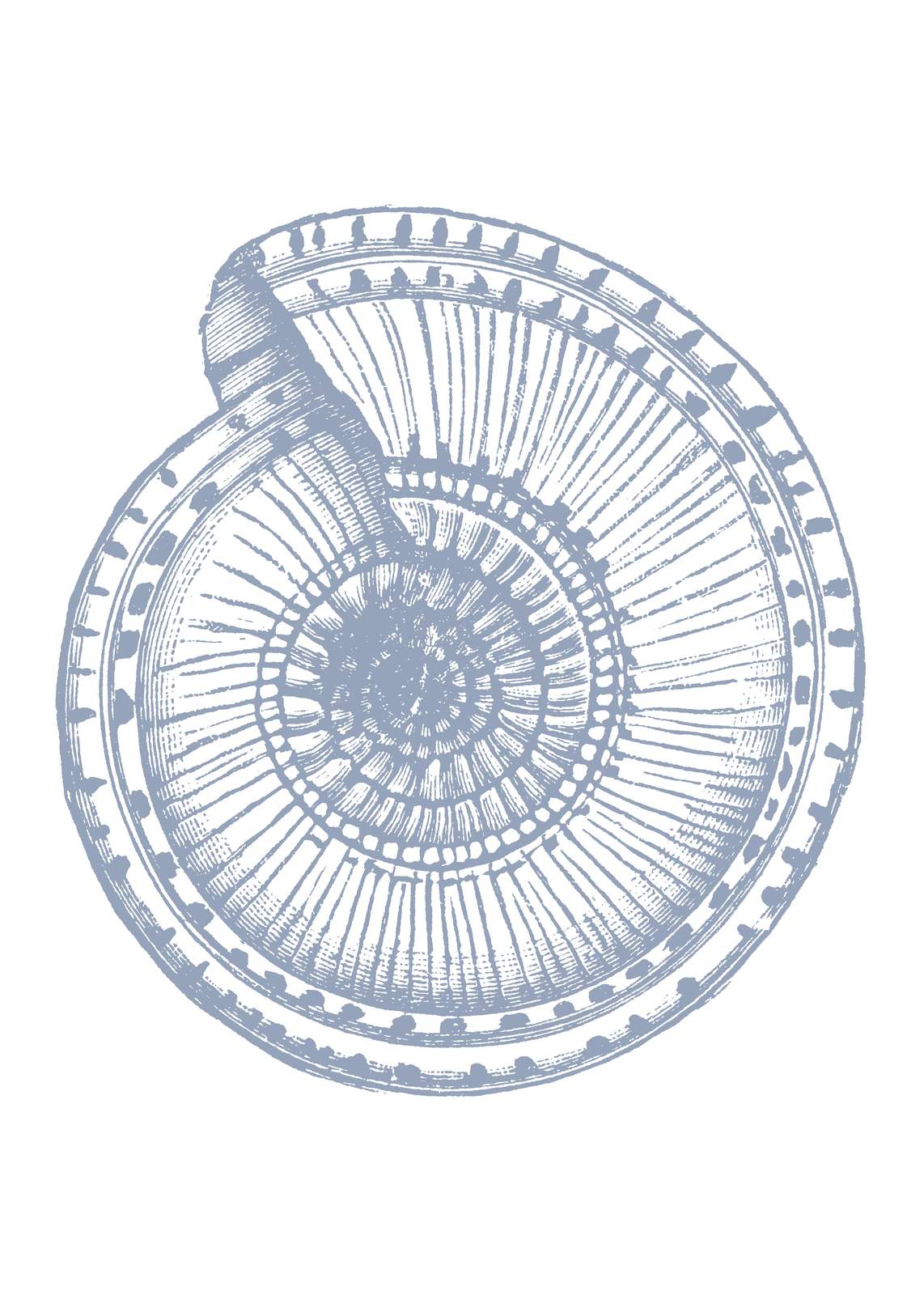 Vintage Nautilus Shell Art Wall Art
