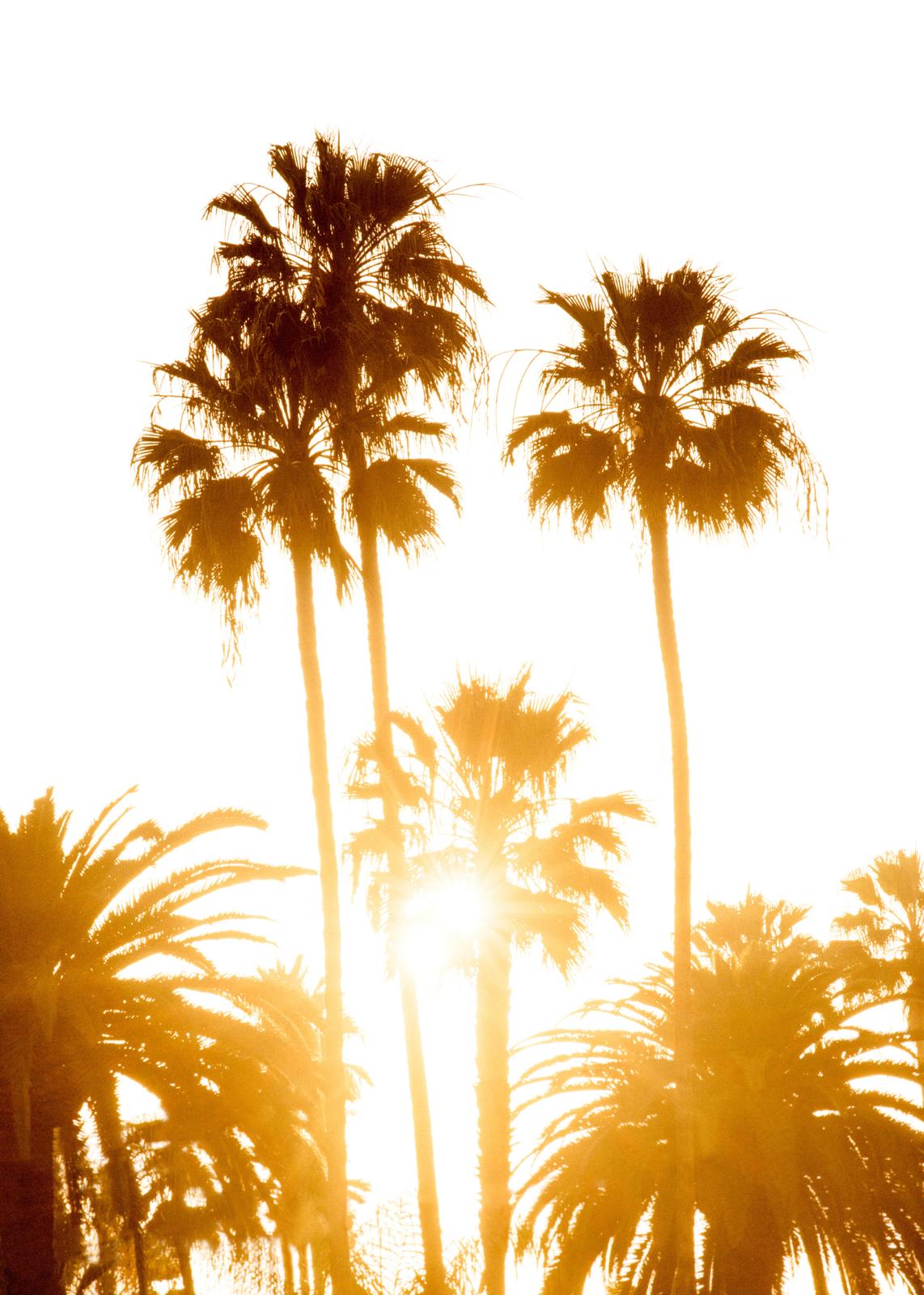 Golden Hour Palm Trees Wall Art