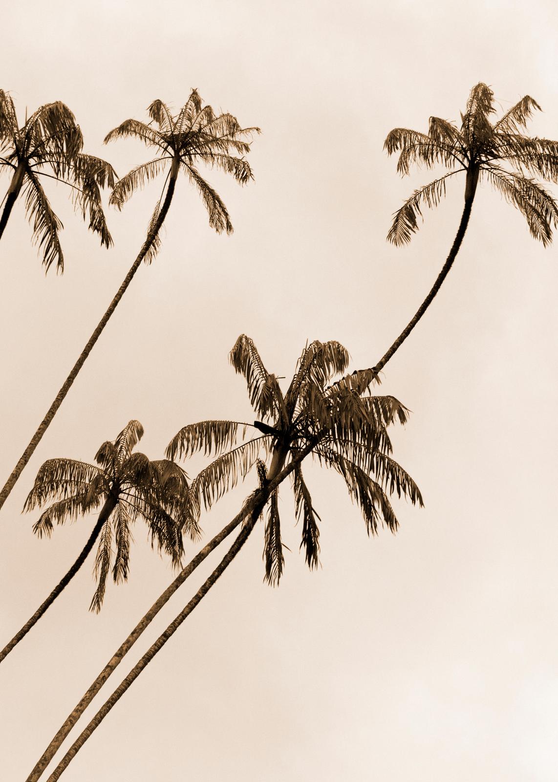 Serene Tropical Palm Trees Sepia Wall Art