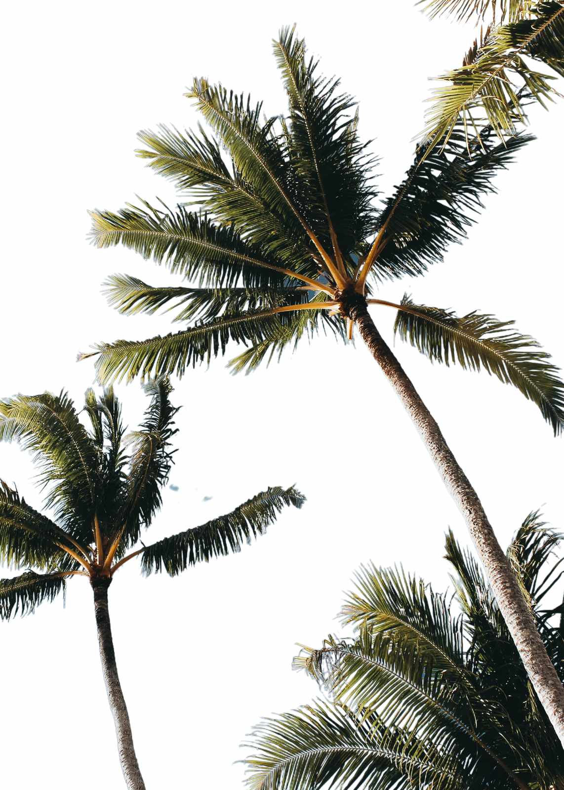 Tropical Palm Fronds Serenity Wall Art