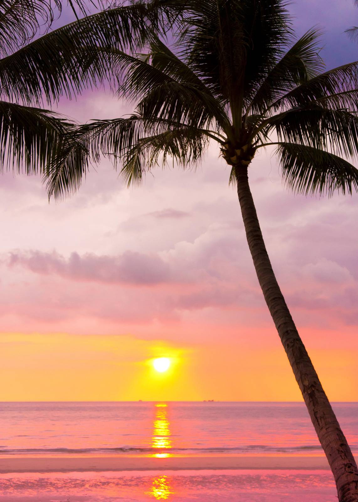 Tropical Sunset Palm Tree Wall Art