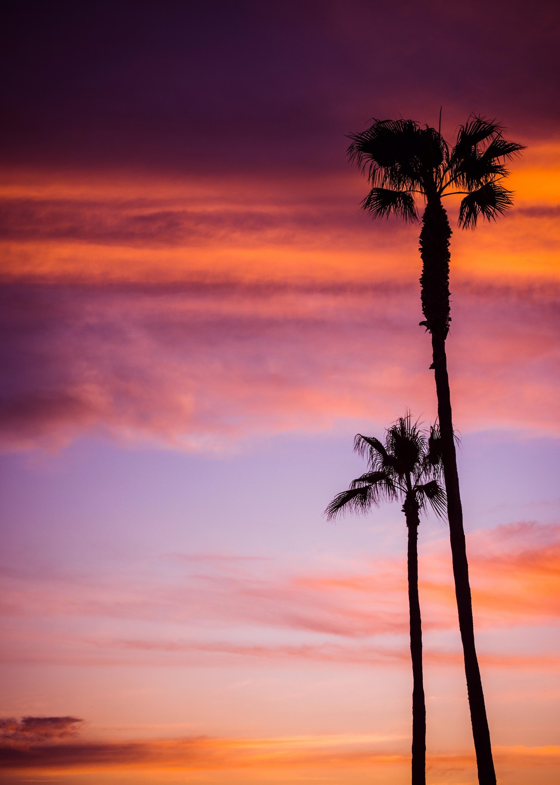 Tropical Sunset Palm Trees Wall Art