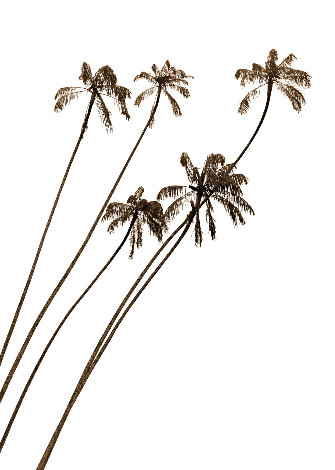 Graceful Palm Trio Sepia Wall Art