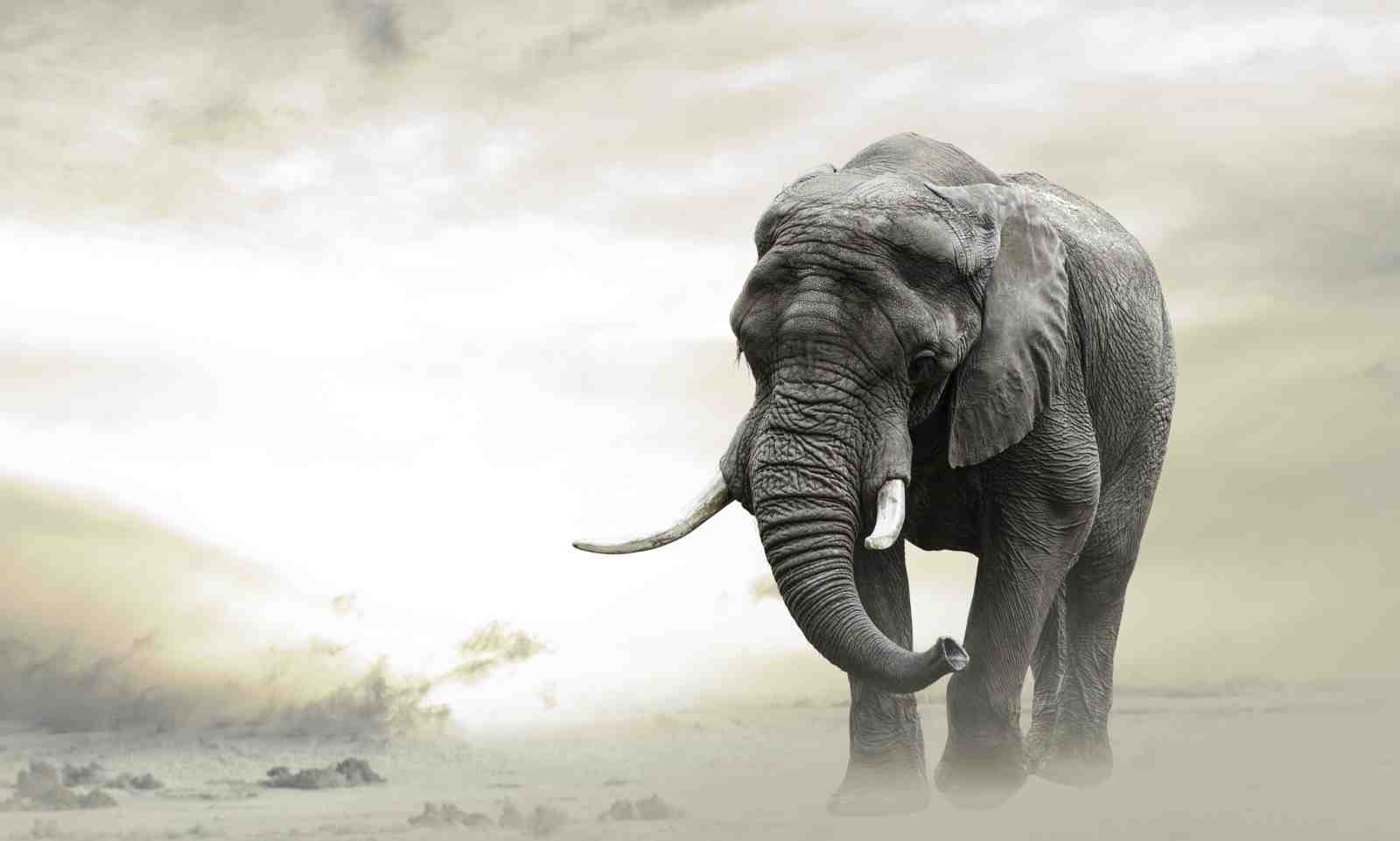 Majestic Elephant African Safari Wall Art