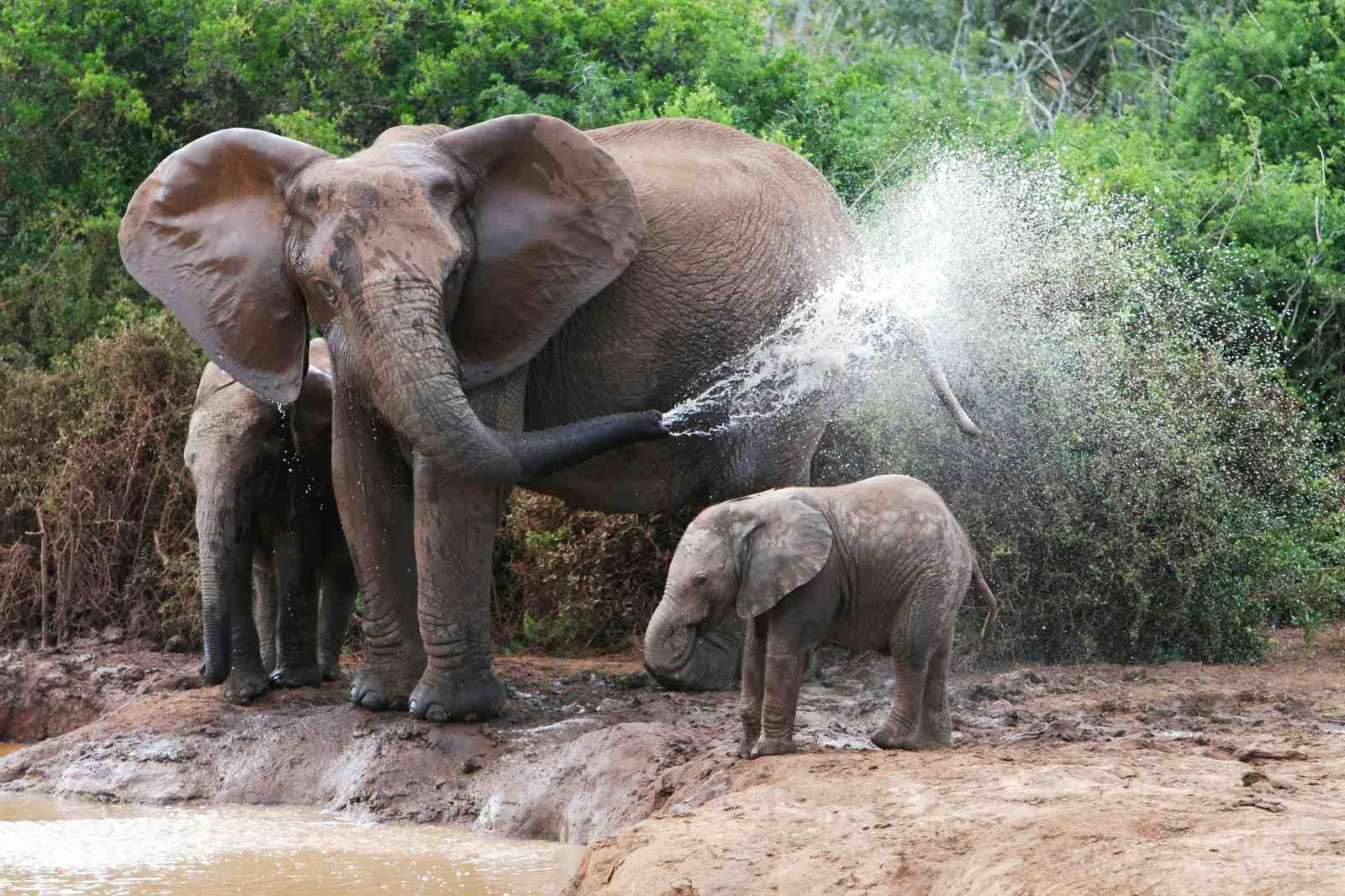 Majestic Elephant Family Splash Wall Art