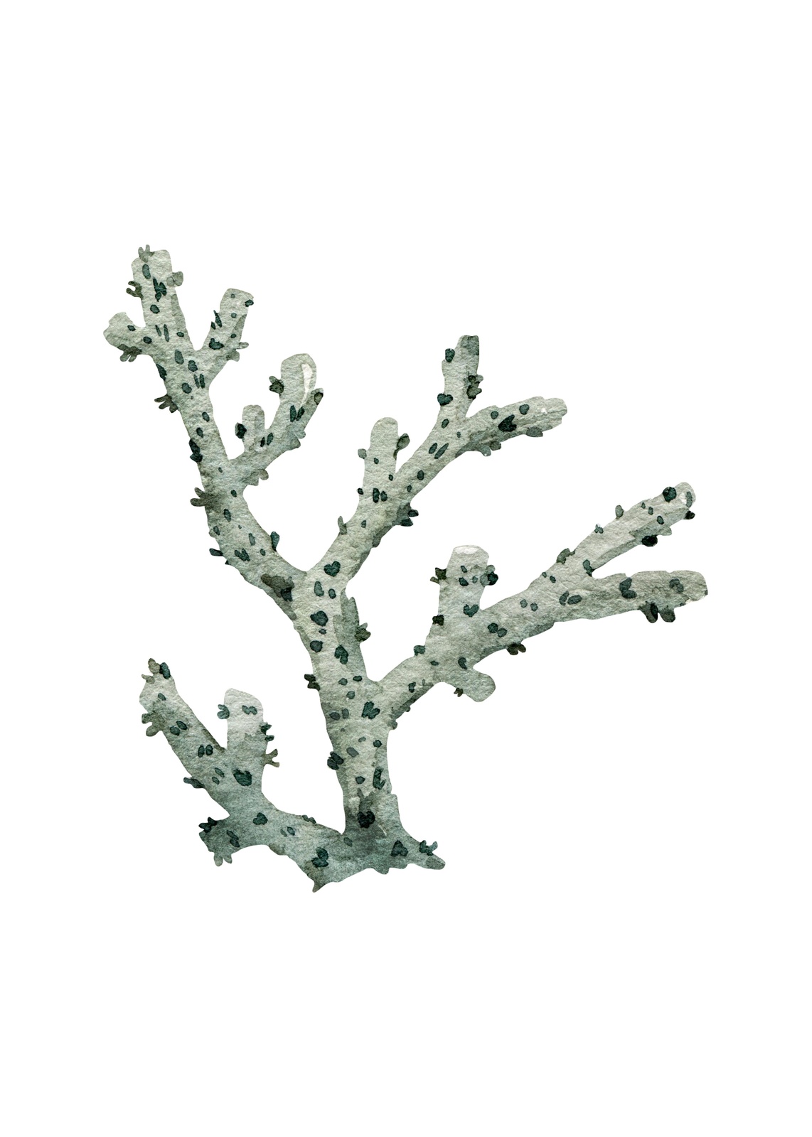 Coastal Coral Branch Watercolor Wall Art