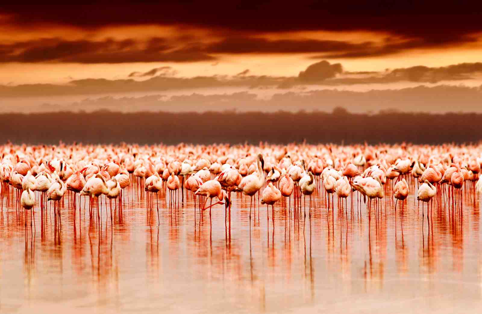 Flamingo Flock Serenity Wall Art