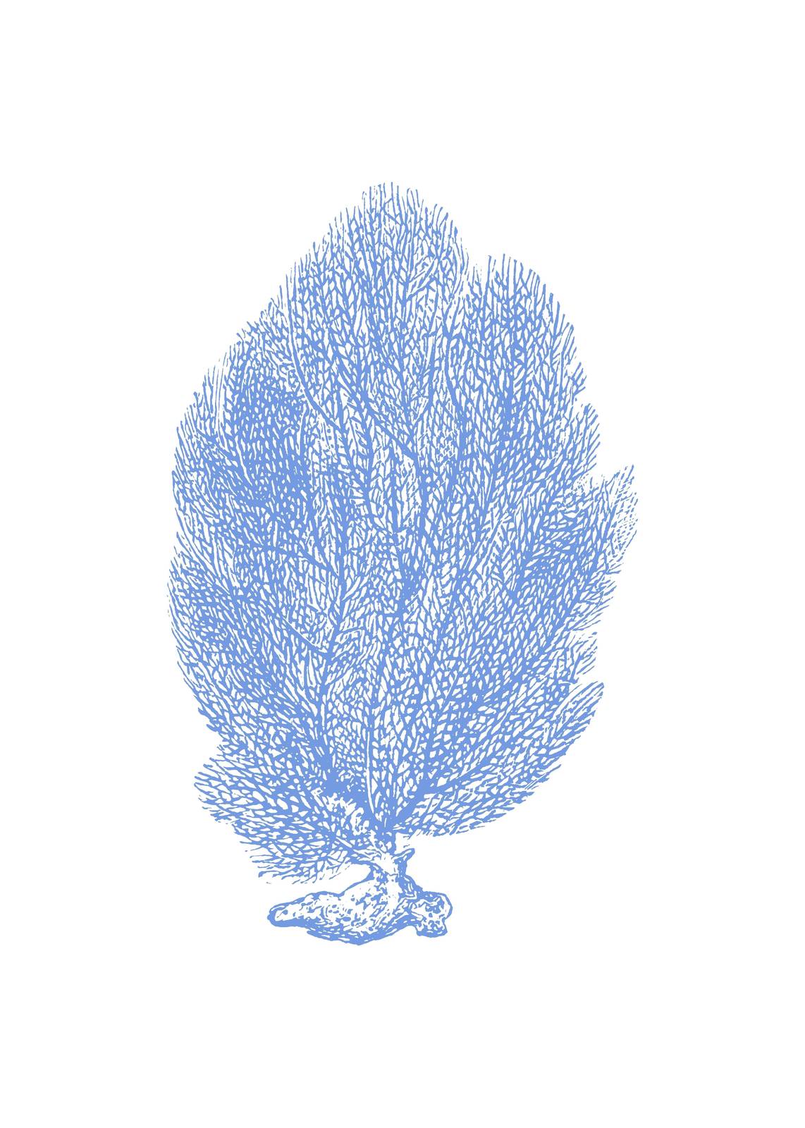 Ocean Blue Sea Fan Wall Art Wall Art